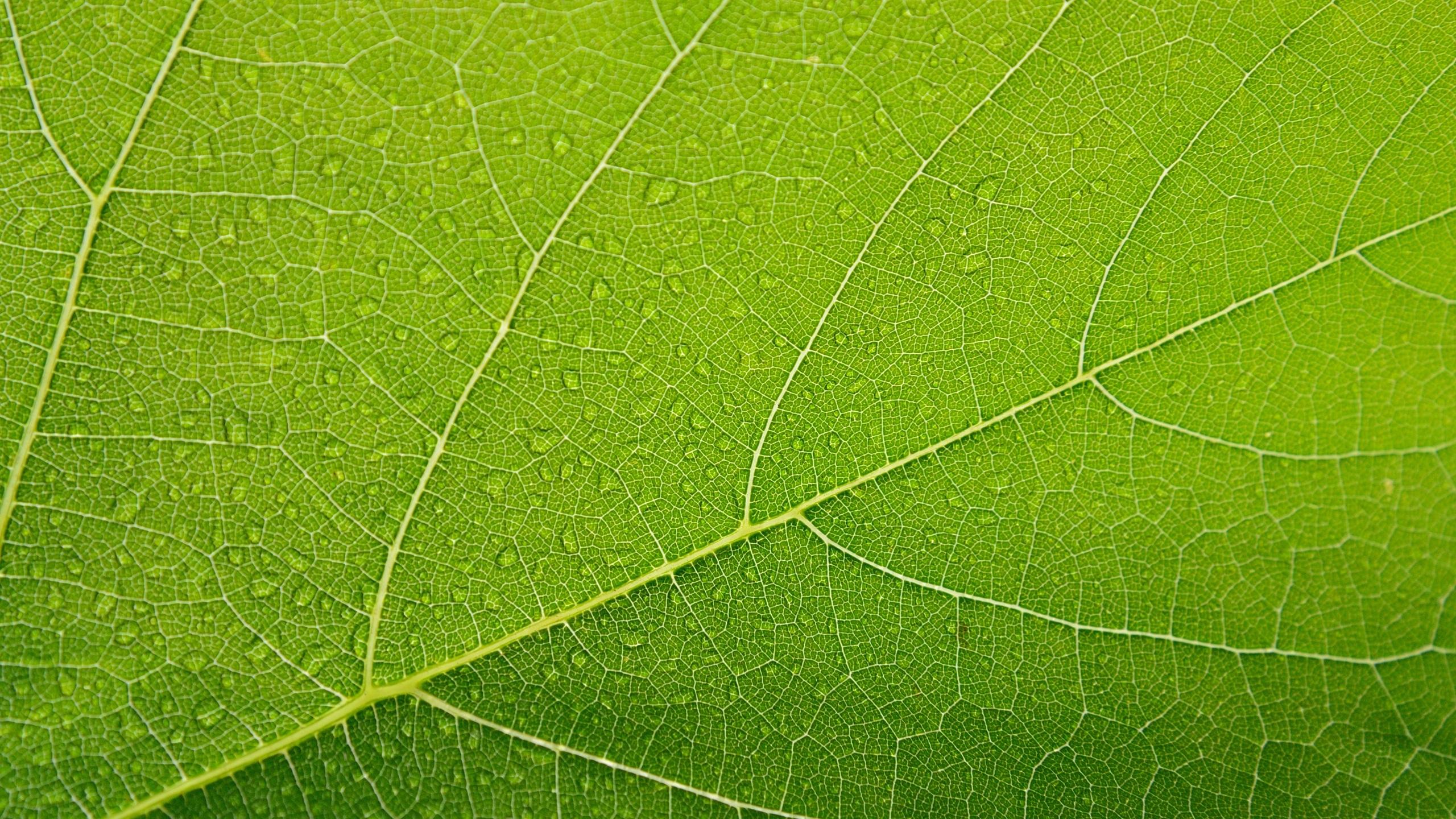 2560x1440 Leaf 4k Plane Background 1440P Resolution HD 4k Wallpaper, Image, Background, Photo and Picture