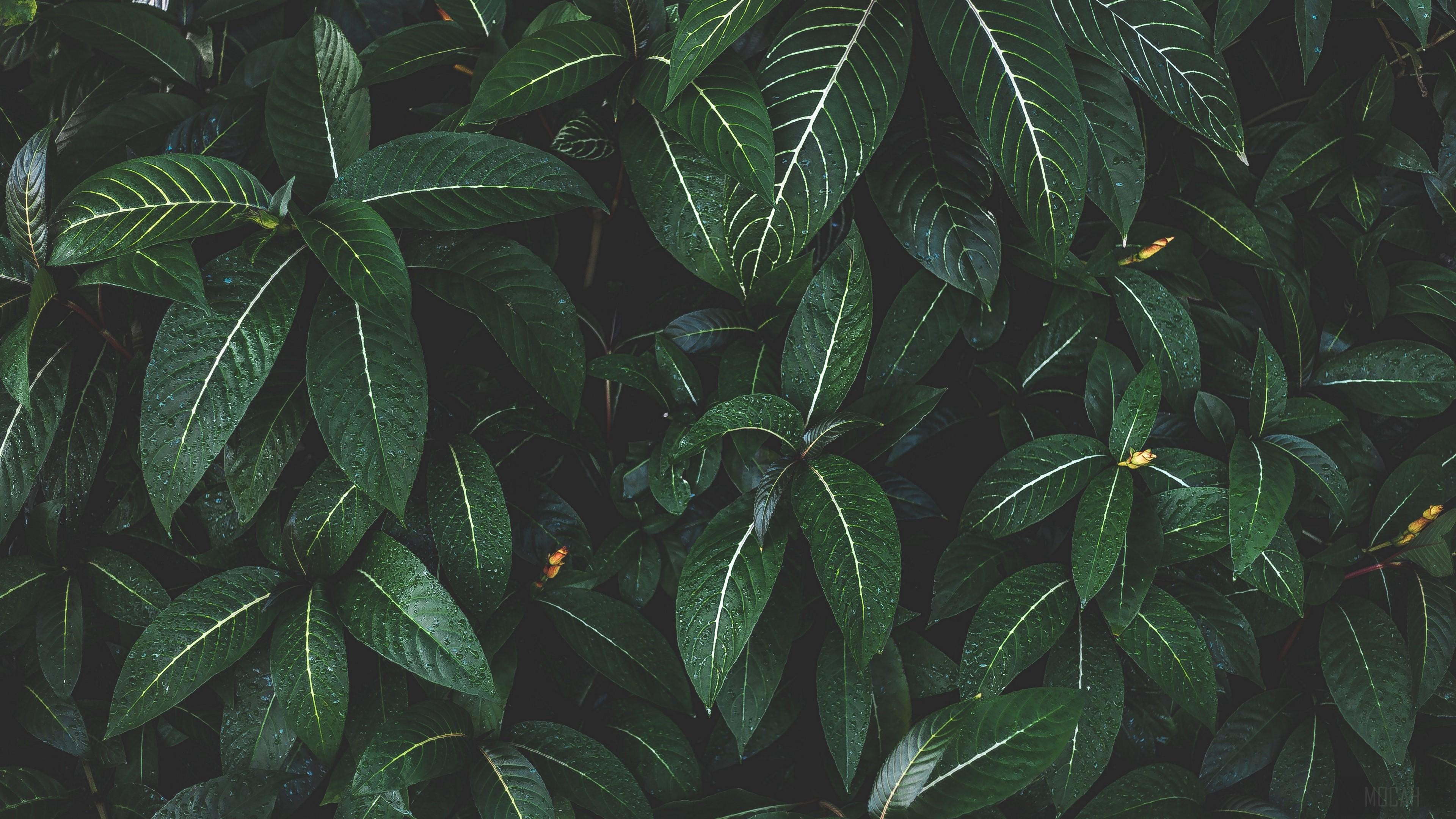 3840x2160 plant, leaves, green, striped, bush 4k wallpaper. Mocah HD Wallpaper