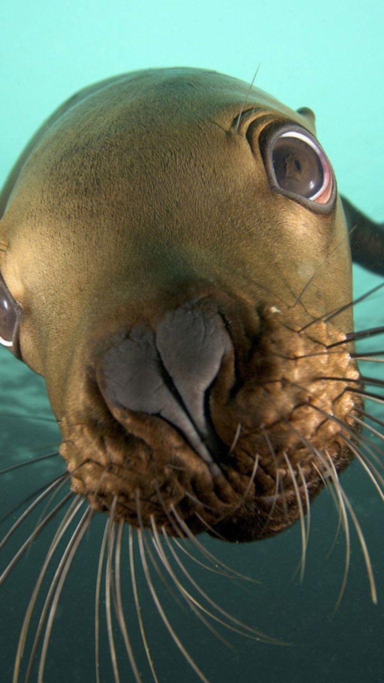768x1365 hd animal iphone image HD desktop wallpaper amazing image windows