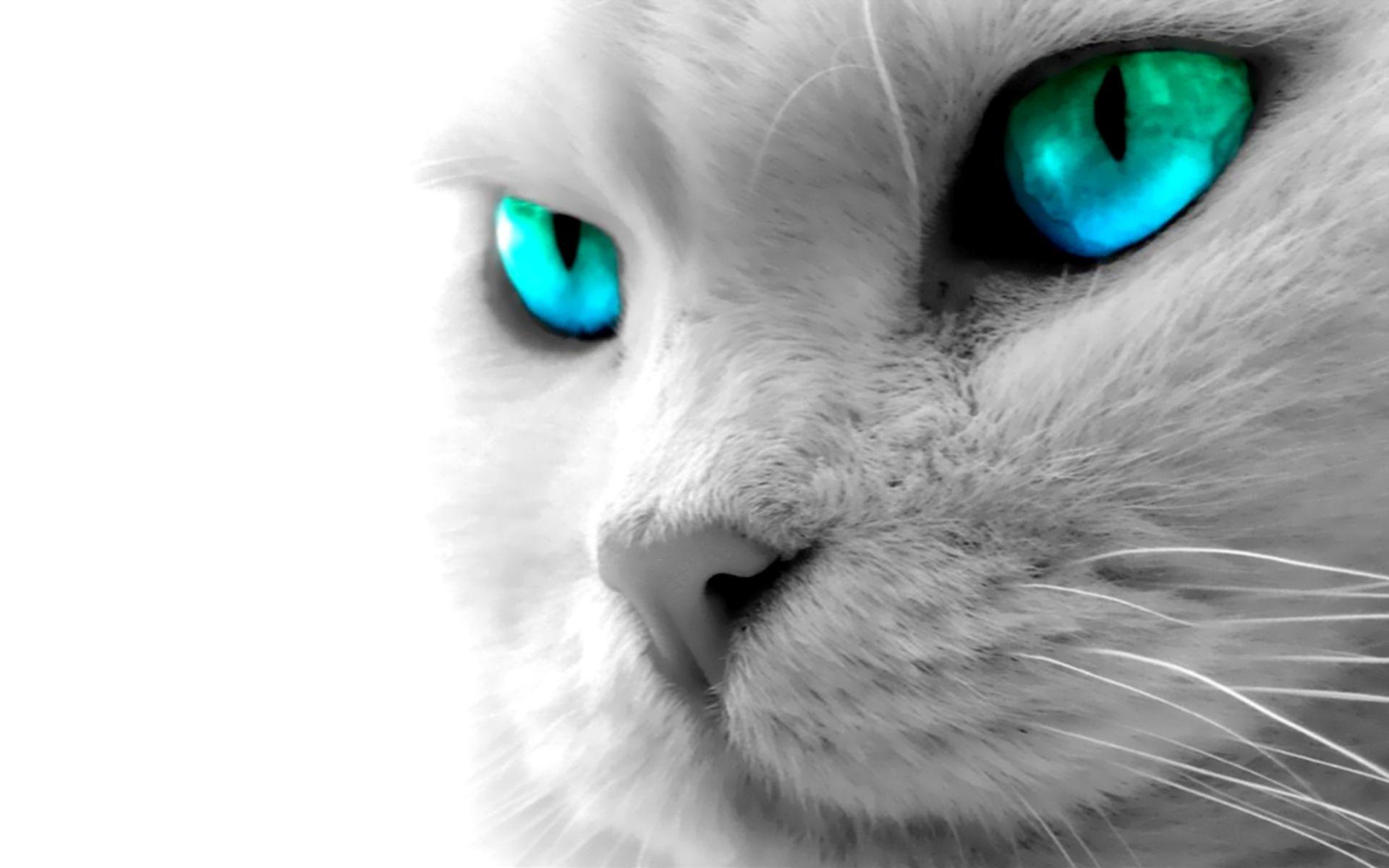 1920x1200 Fantastic Animal Wallpaper