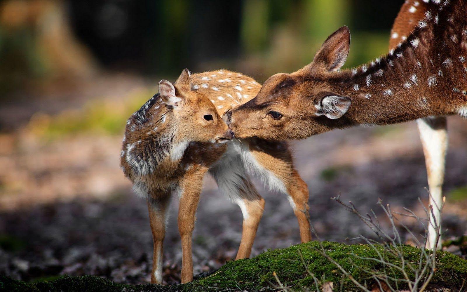 1600x1000 4K Ultra HD Animal Wallpaper Image Biography and India's National