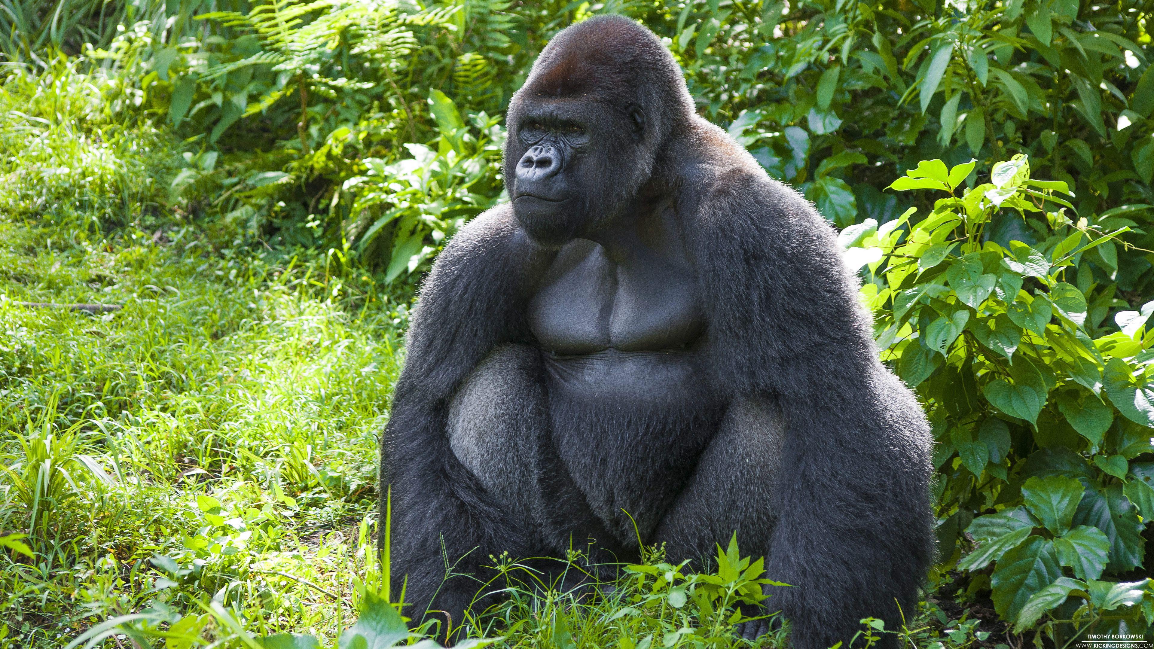 3840x2160 Gorilla 9 28 2014 Wallpaper Background