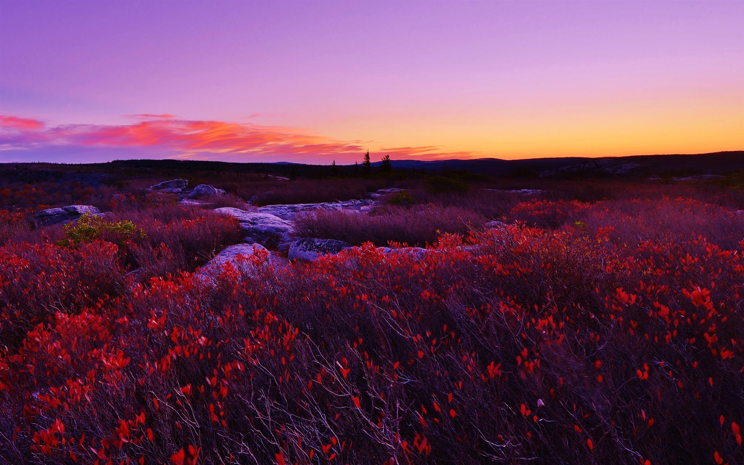 2560x1600 A Dreamy World MacBook Air Wallpaper Download