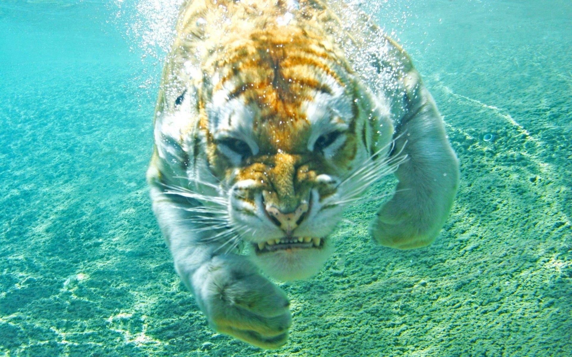 1920x1200 Animal Nature Wallpaper