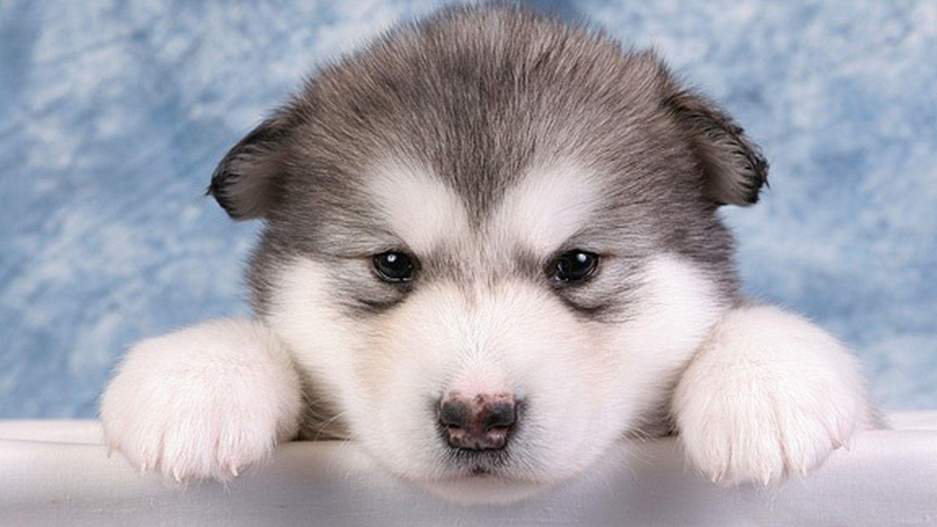 1920x1080 Funny Puppies Desktop Background Live Wallpaper HD. Alaskan malamute puppies, Alaskan malamute, Malamute puppies