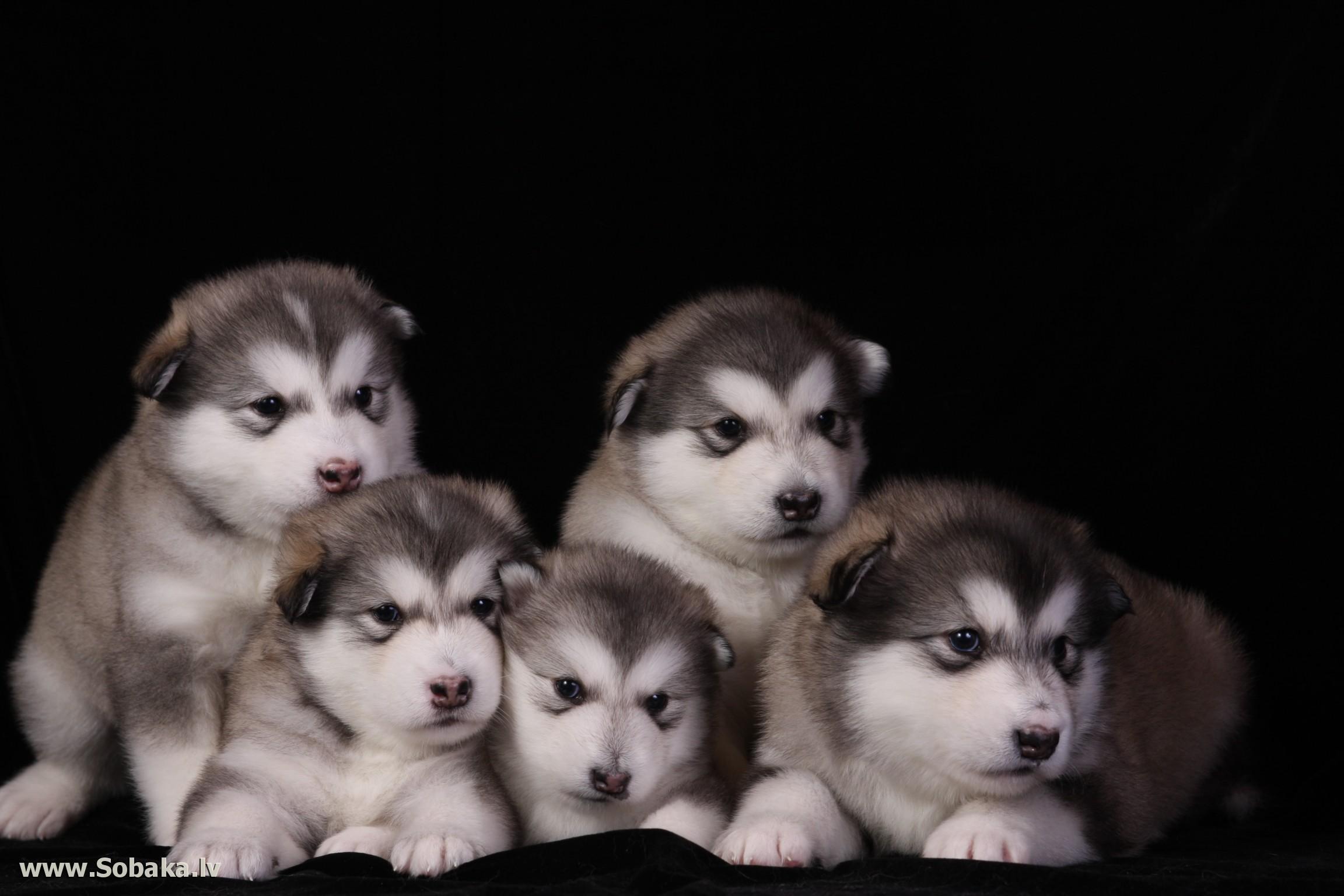 2304x1536 Alaskan malamute puppies wallpaper and image, picture, photo