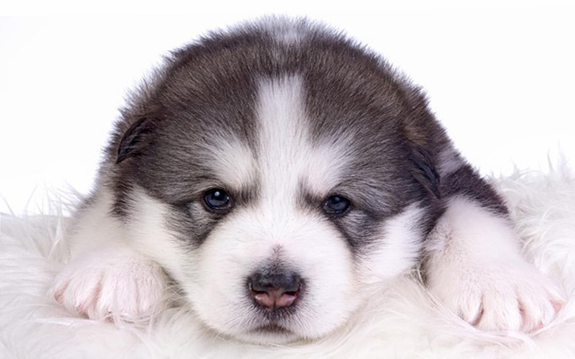 1920x1200 Alaskan Malamute Young Puppy HD Wallpaper