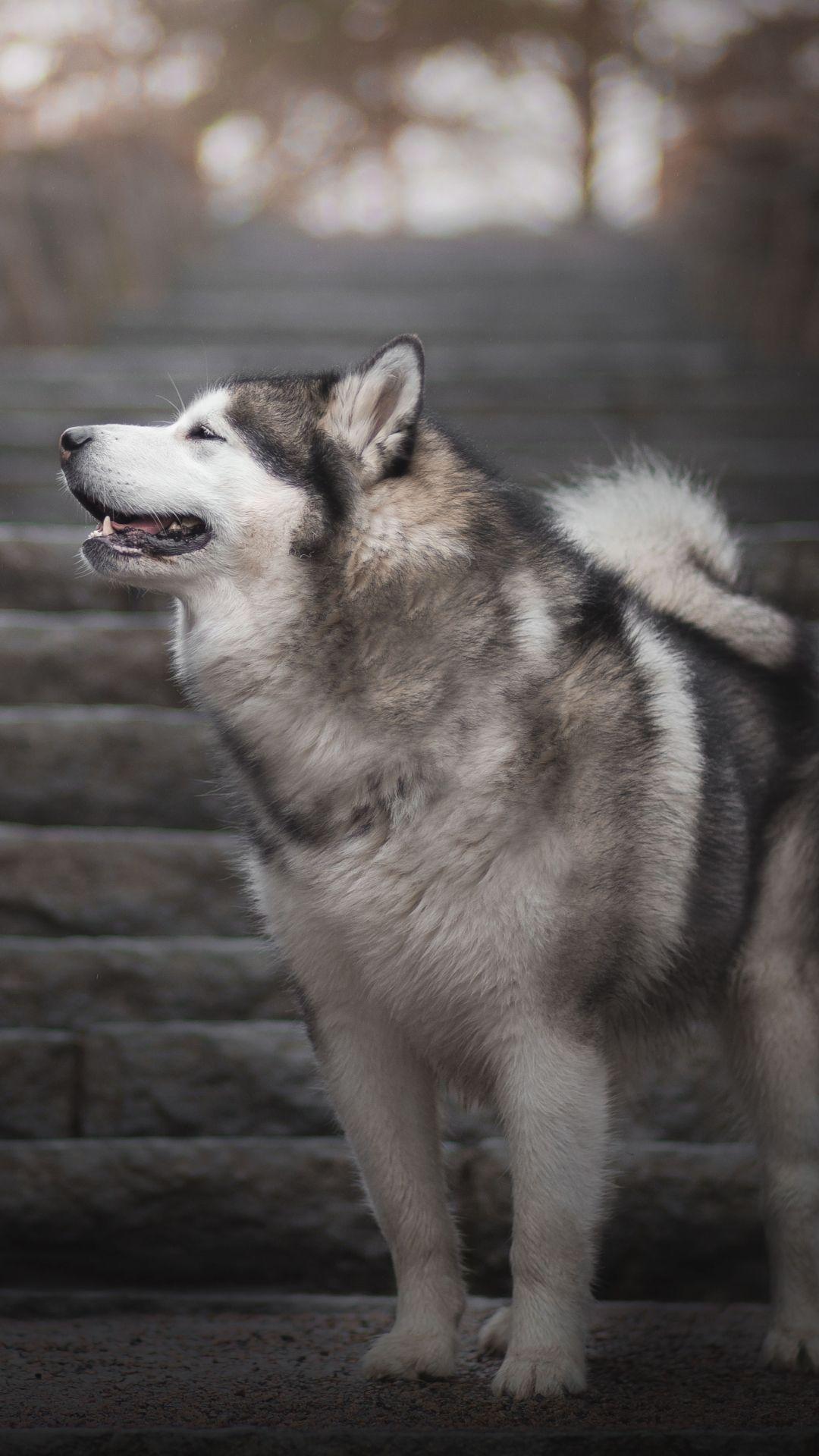 1080x1920 love dogs. love dogs ##ILove_Dogs #cutedogpic #CuteDogs #Dog #dogpics #DogPicture #dogpict. Alaskan malamute, Alaskan malamute puppies, Malamute puppies