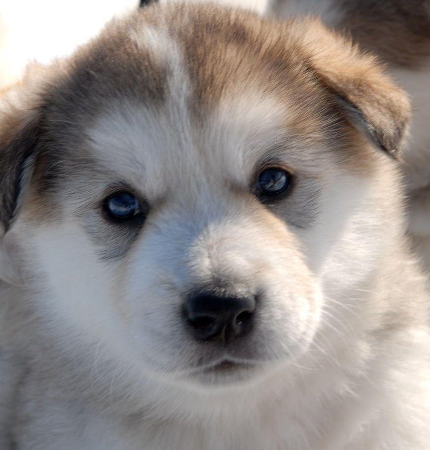 875x915 Alaskan Malamute Puppy. Malamute puppies, Alaskan malamute puppies, Puppies