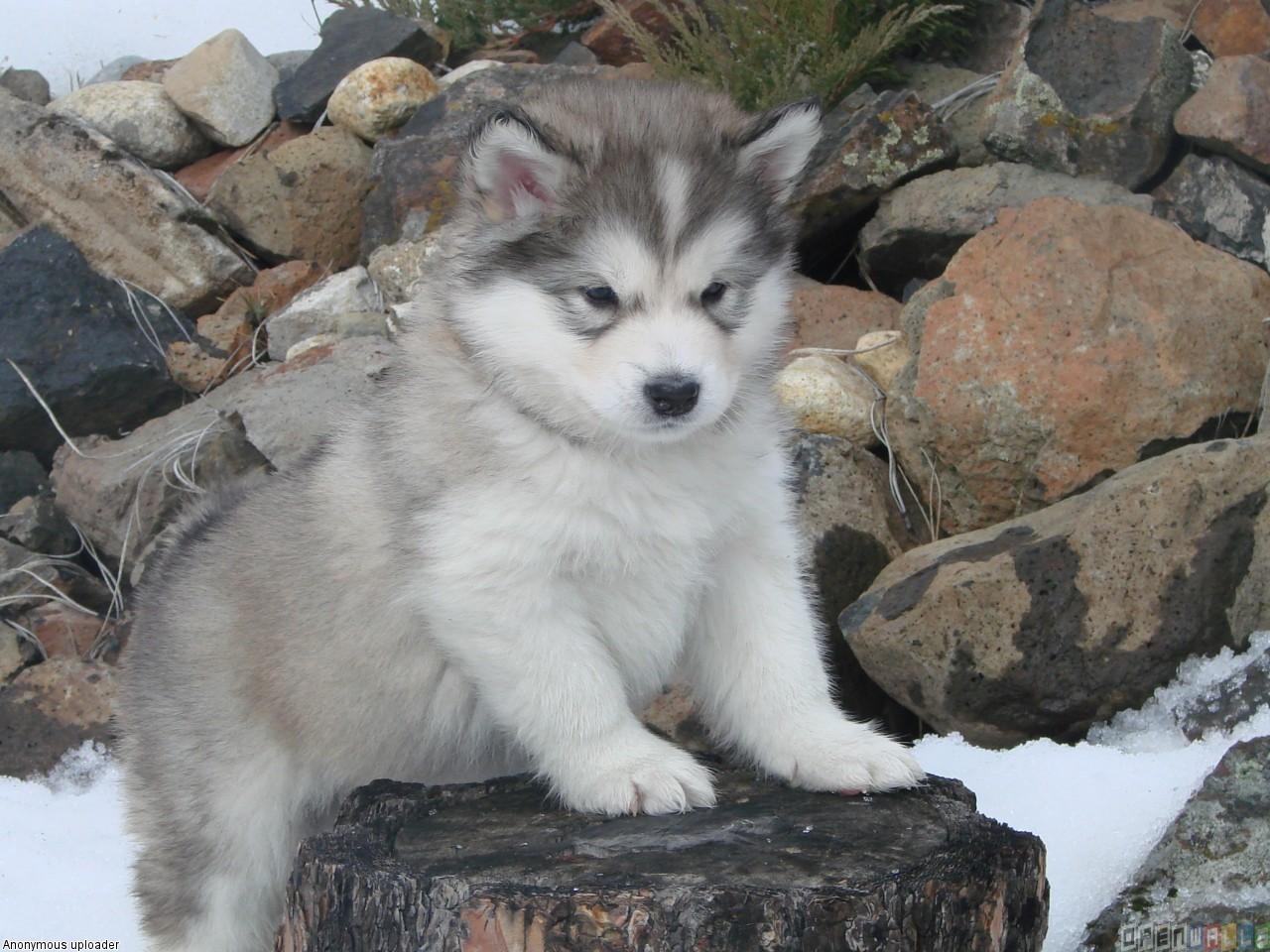1280x960 Free download alaskan malamute dog alaskan malamute puppy is friendly and [1280x960] for your Desktop, Mobile & Tablet. Explore Alaskan Husky Wallpaper. Siberian Husky Wallpaper, Husky Wallpaper for Computer