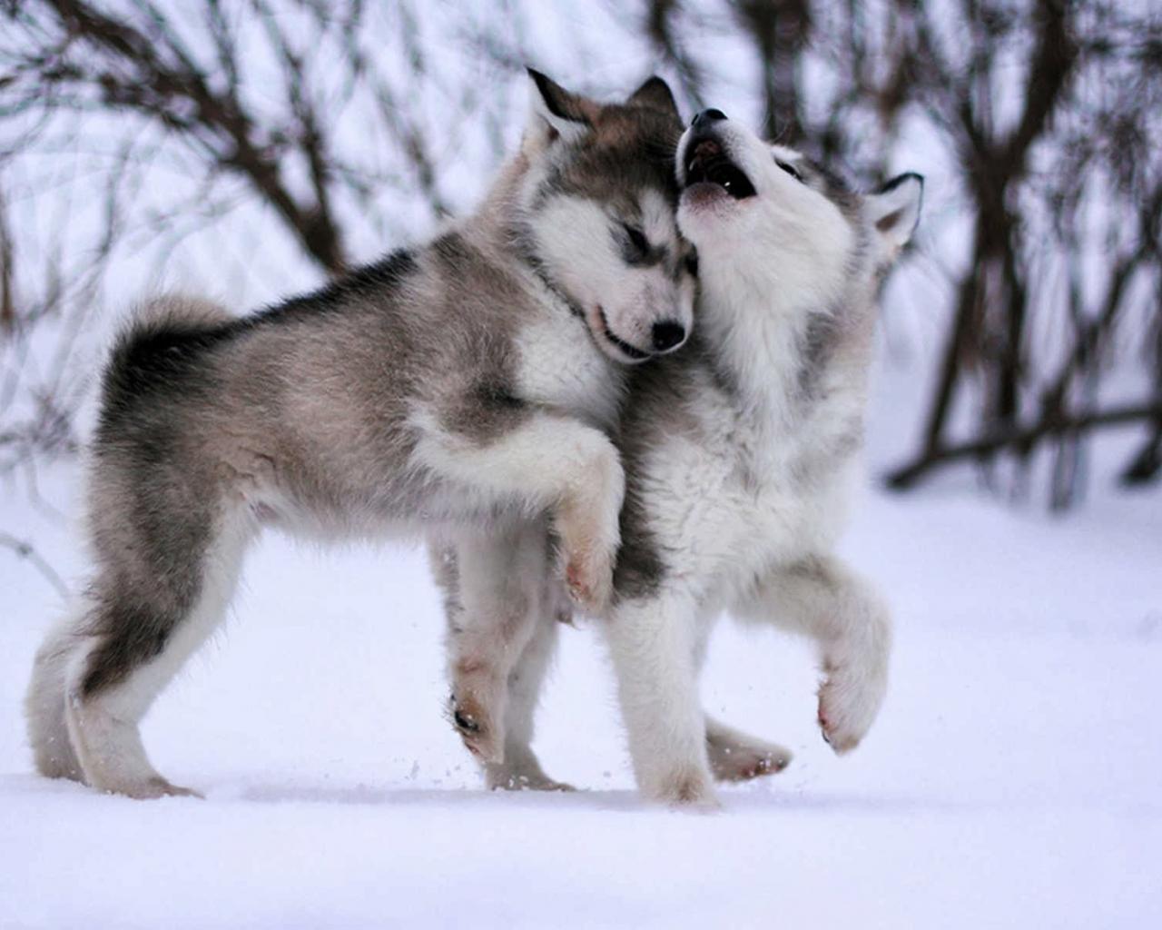 1280x1024 Free download Alaskan malamute puppies dogs cute HD wallpaper [1920x1200] for your Desktop, Mobile & Tablet. Explore Malamute Wallpaper. Malamute Wallpaper, Alaskan Malamute Wallpaper