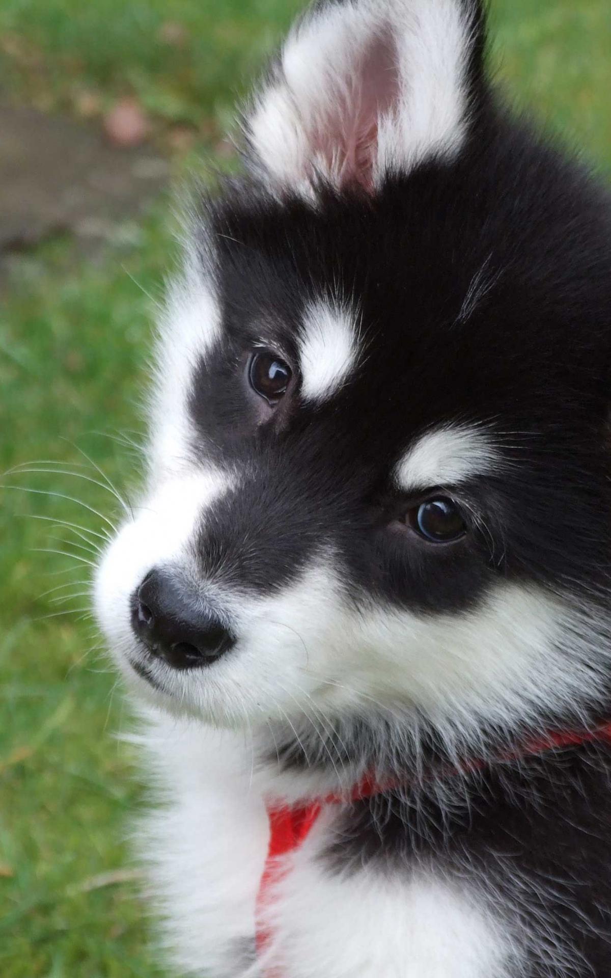 1200x1920 Free download Alaskan Malamute Puppies Wallpaper HD Saveourpuppycom [2848x2136] for your Desktop, Mobile & Tablet. Explore Malamute Wallpaper. Malamute Wallpaper, Alaskan Malamute Wallpaper