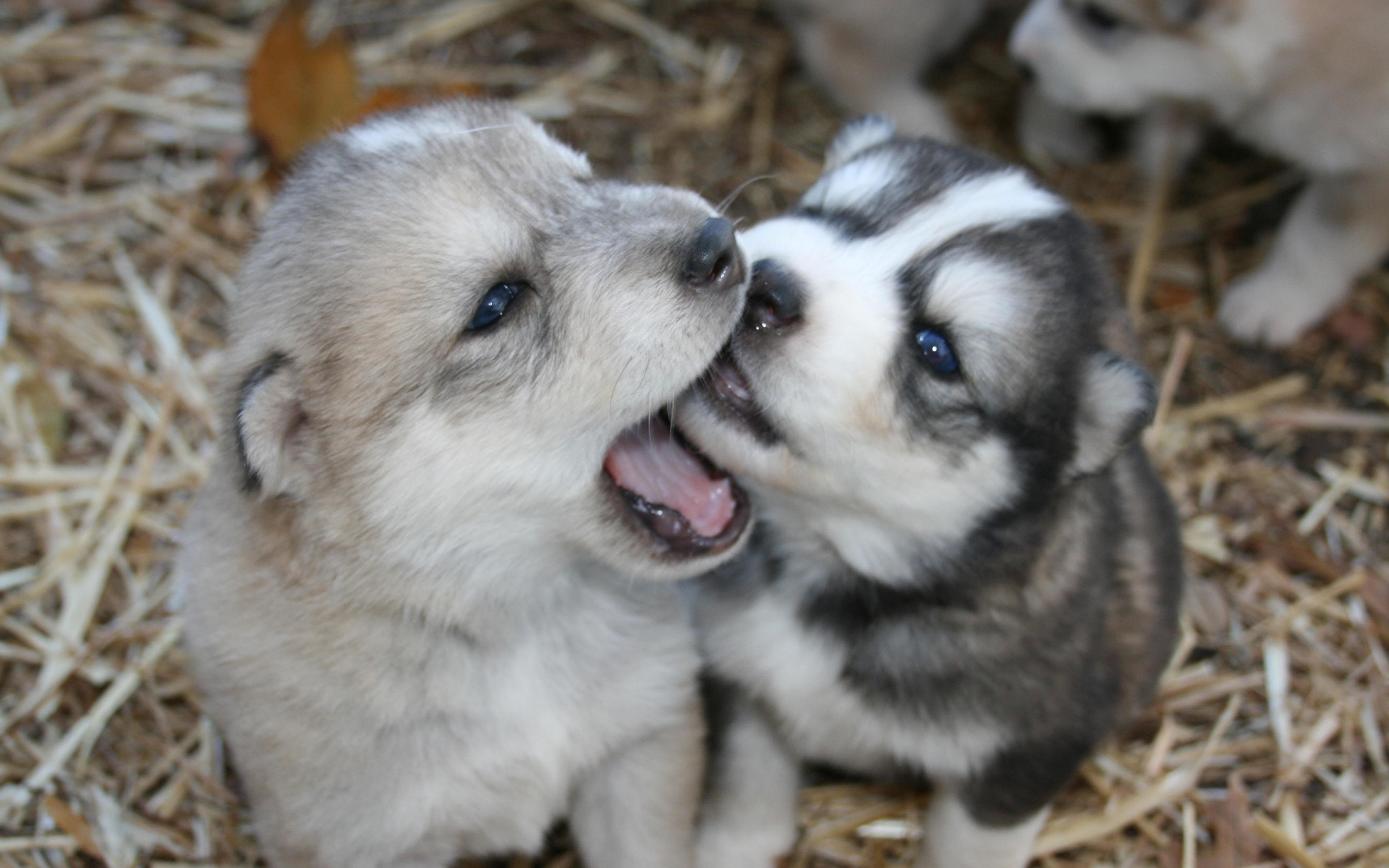 3840x2400 Desktop Wallpaper Husky Puppy Alaskan Malamute dog 3840x2400