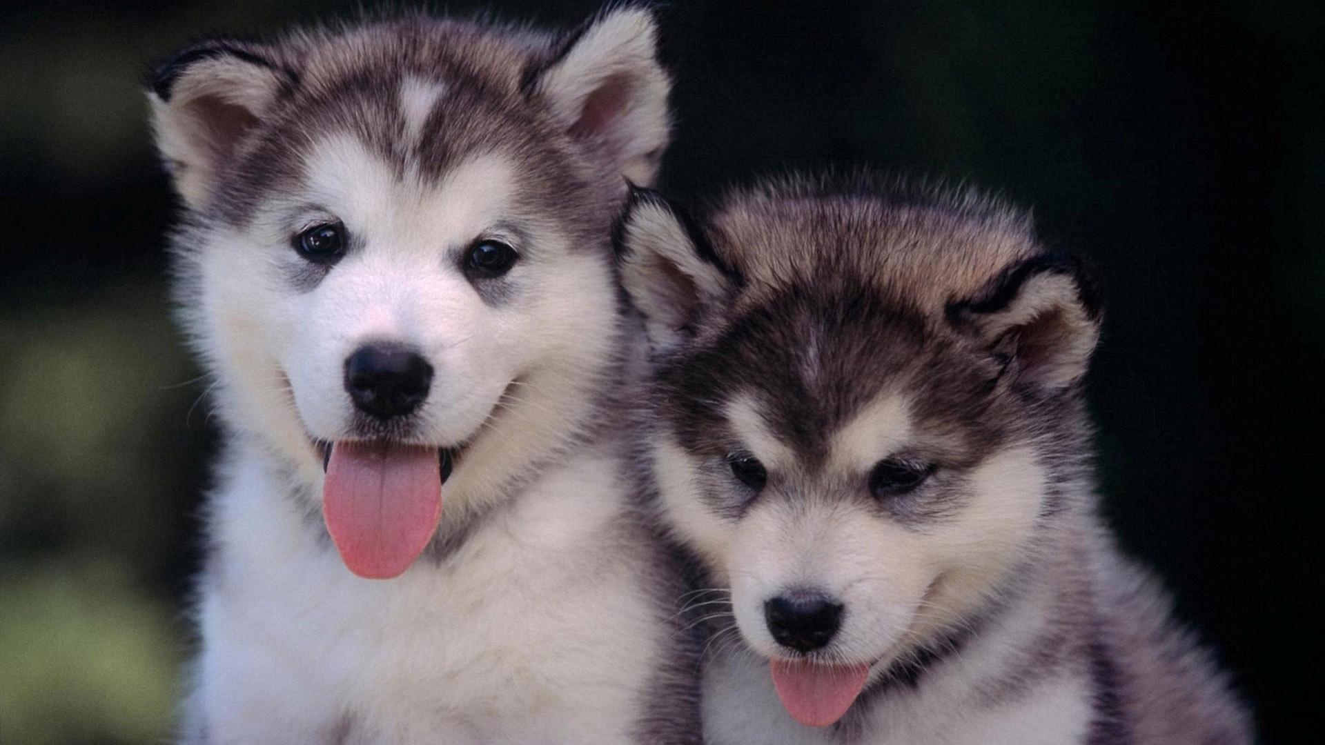1920x1080 Baby Huskies