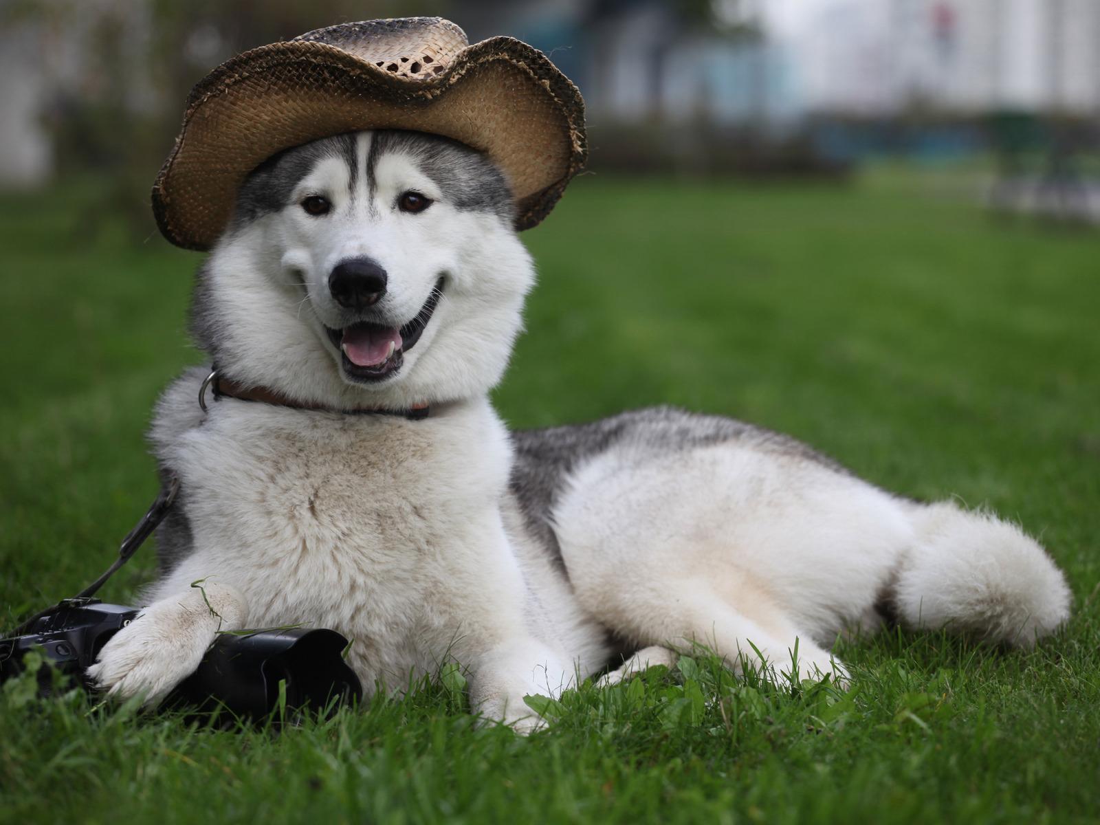 1600x1200 Image Husky Alaskan Malamute Dogs animal