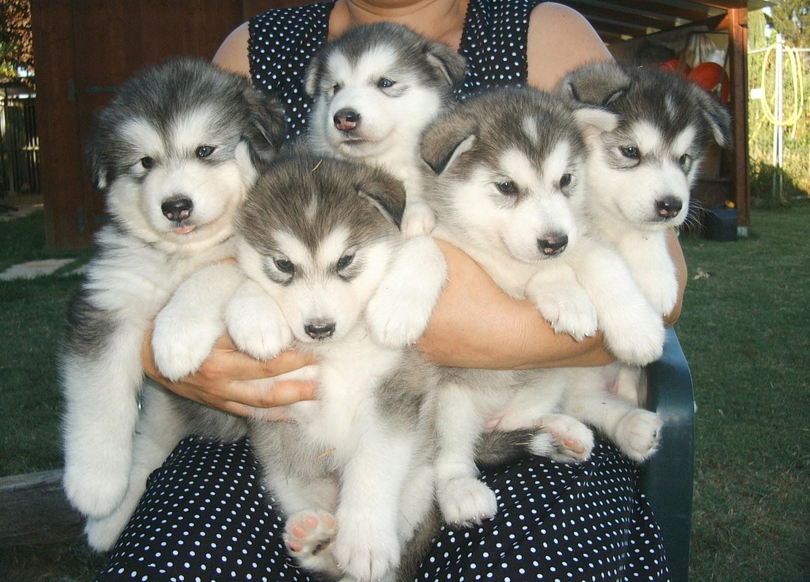 1600x1150 Dog Wallpaper: Alaskan Malamute Husky Puppies widescreen wallpaper