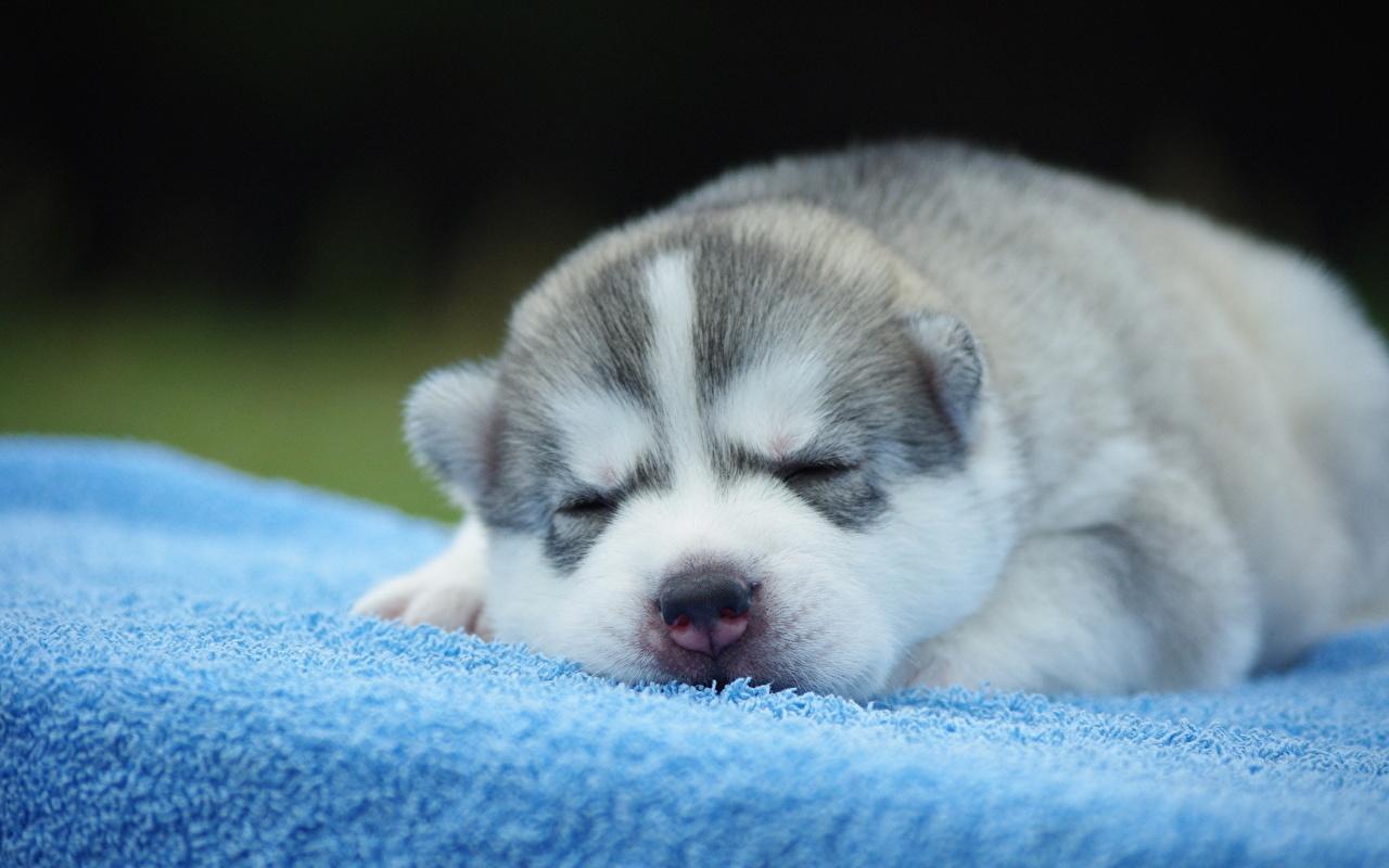 1280x800 Picture Husky Puppy Alaskan Malamute Dogs Animals