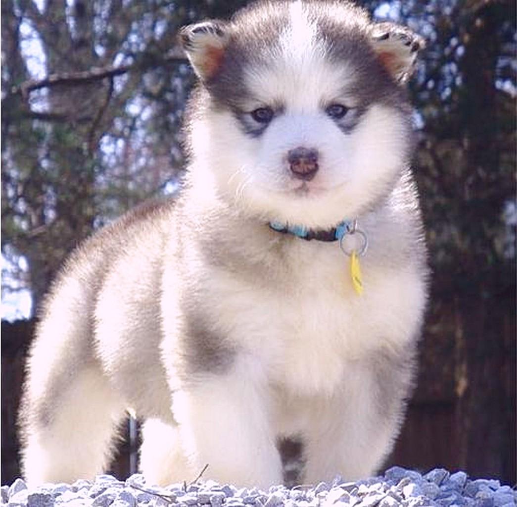 1045x1024 Working Puppies Picture Information: Alaskan Malamute Puppy Picture