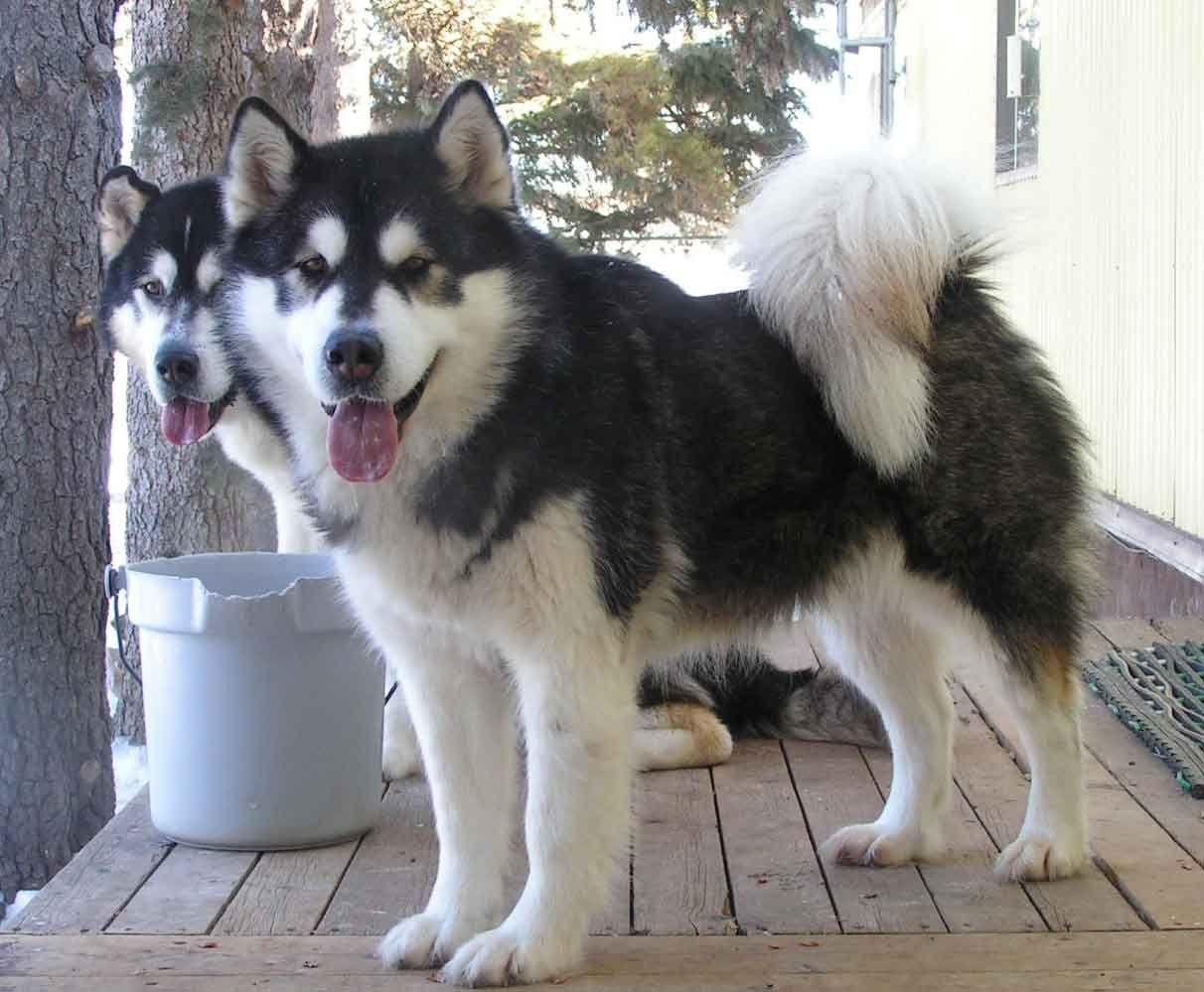 1212x999 Two funny Alaskan Malamute dogs photo. Alaskan malamute, Malamute puppies, Malamute dog