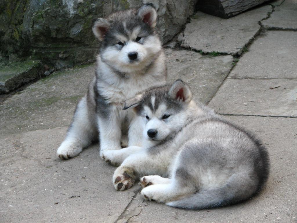 1024x768 Corgi Puppy Picture: Alaskan Malamute Puppy Picture