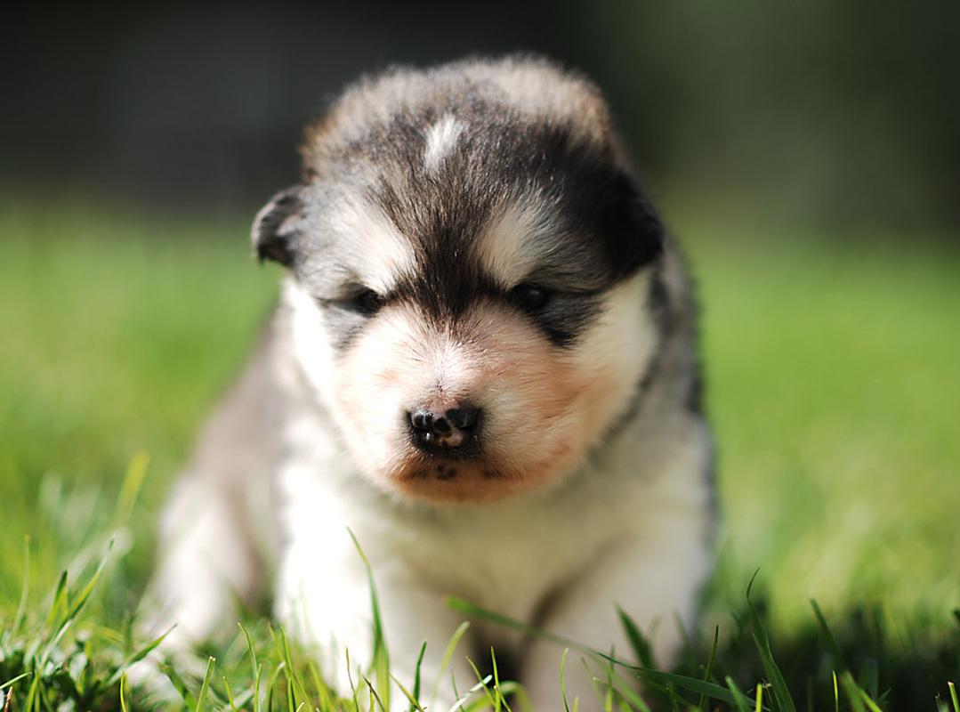 1079x800 Alaskan Malamute puppy, puppies in Ontario cost, price Alaskan Malamute Puppies