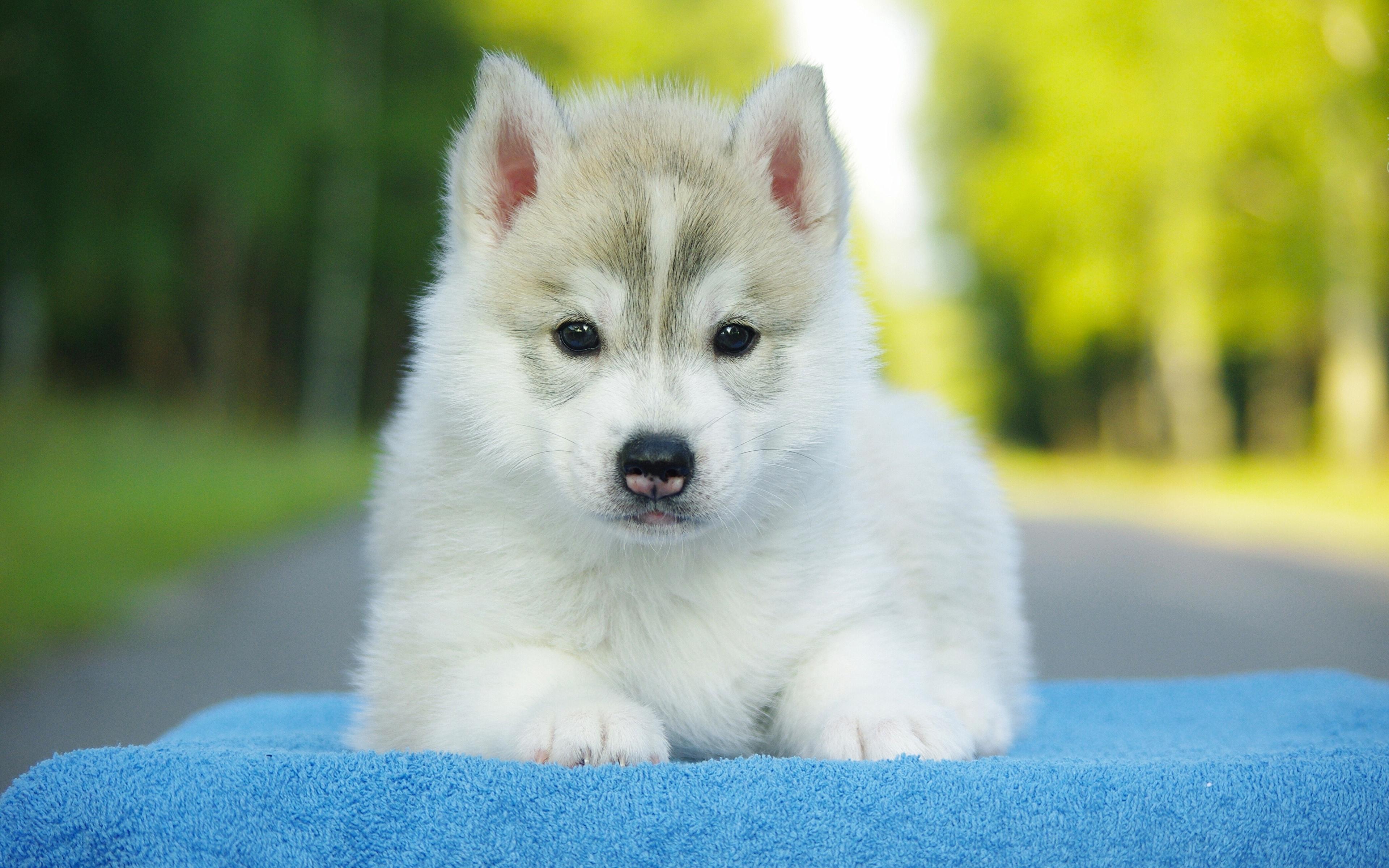 Alaskan Malamute Puppy Wallpapers - Top Free Alaskan Malamute Puppy 