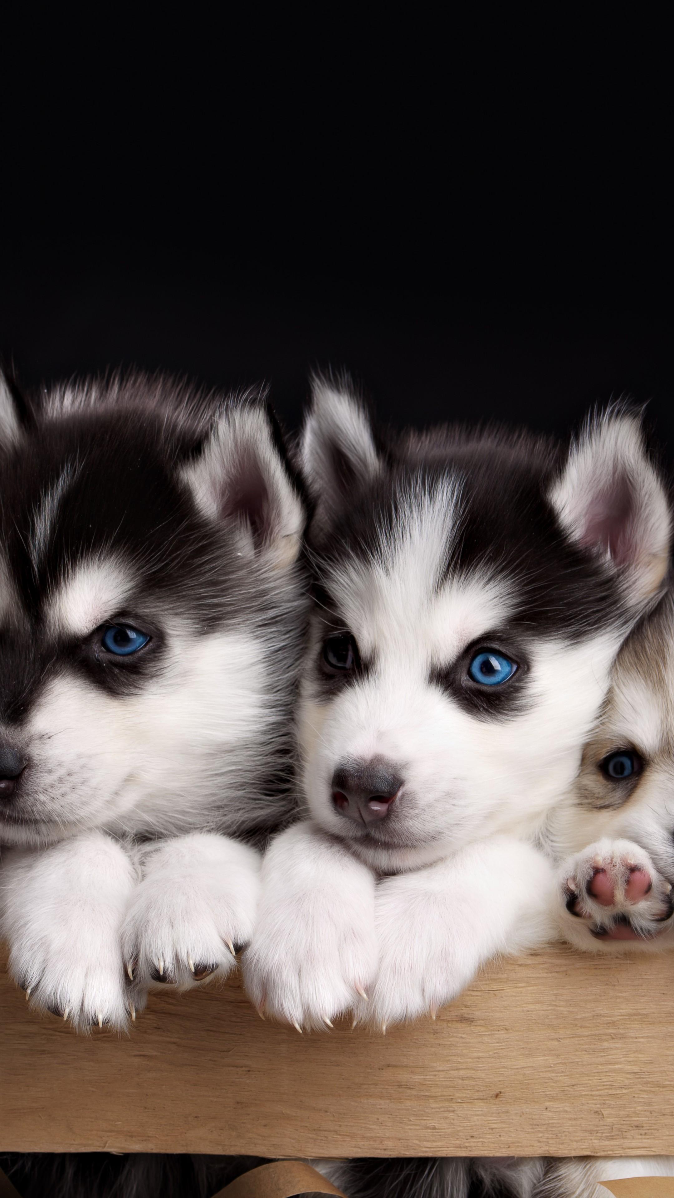 2160x3840 Cute Puppy Wallpaper iPhone