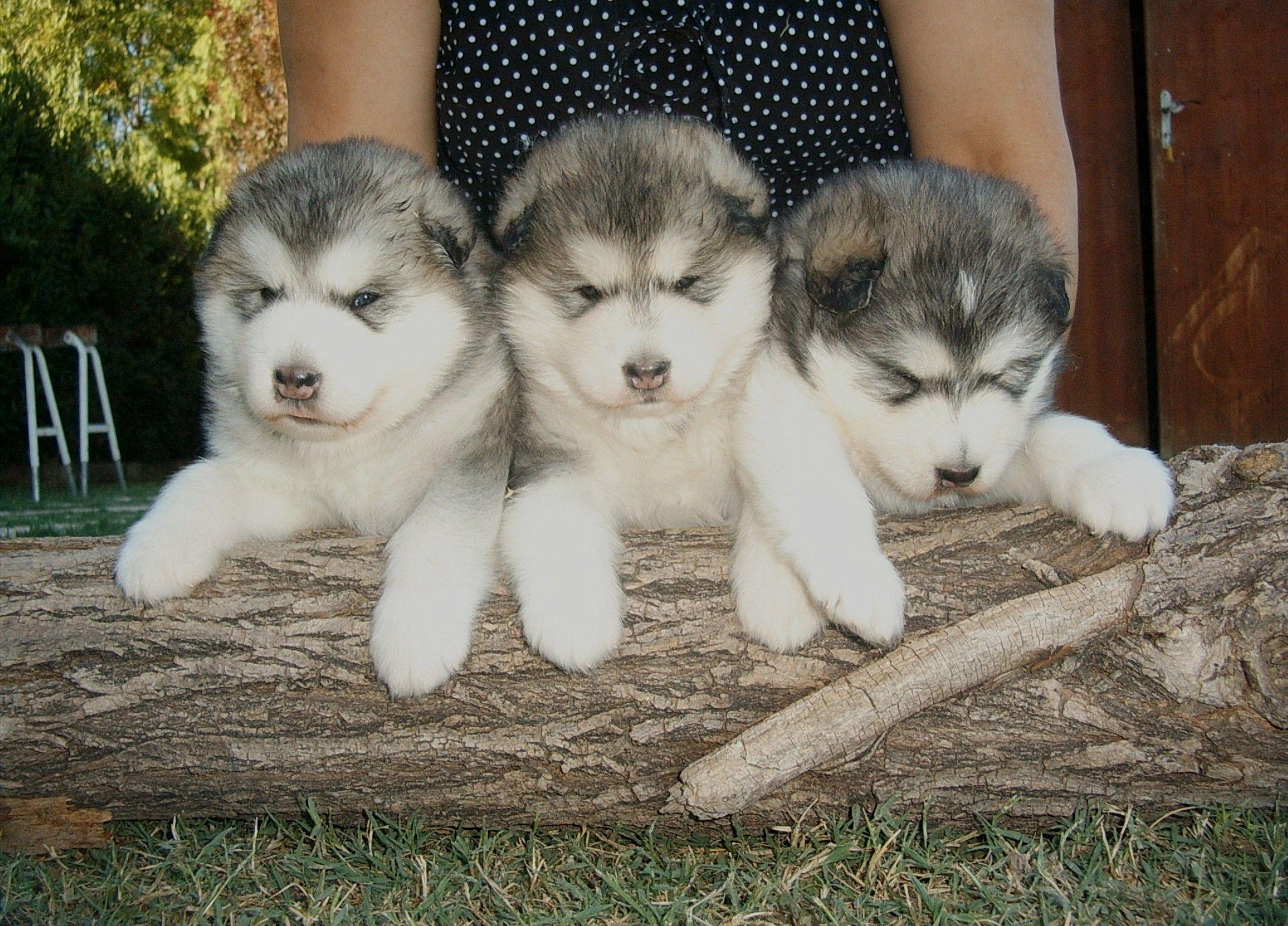 2048x1472 ALASKAN MALAMUTES, KENNEL, puppies, alaskan malamute breeders, malamutes puppies,. Alaskan malamute puppies, Malamute puppies, Alaskan malamute