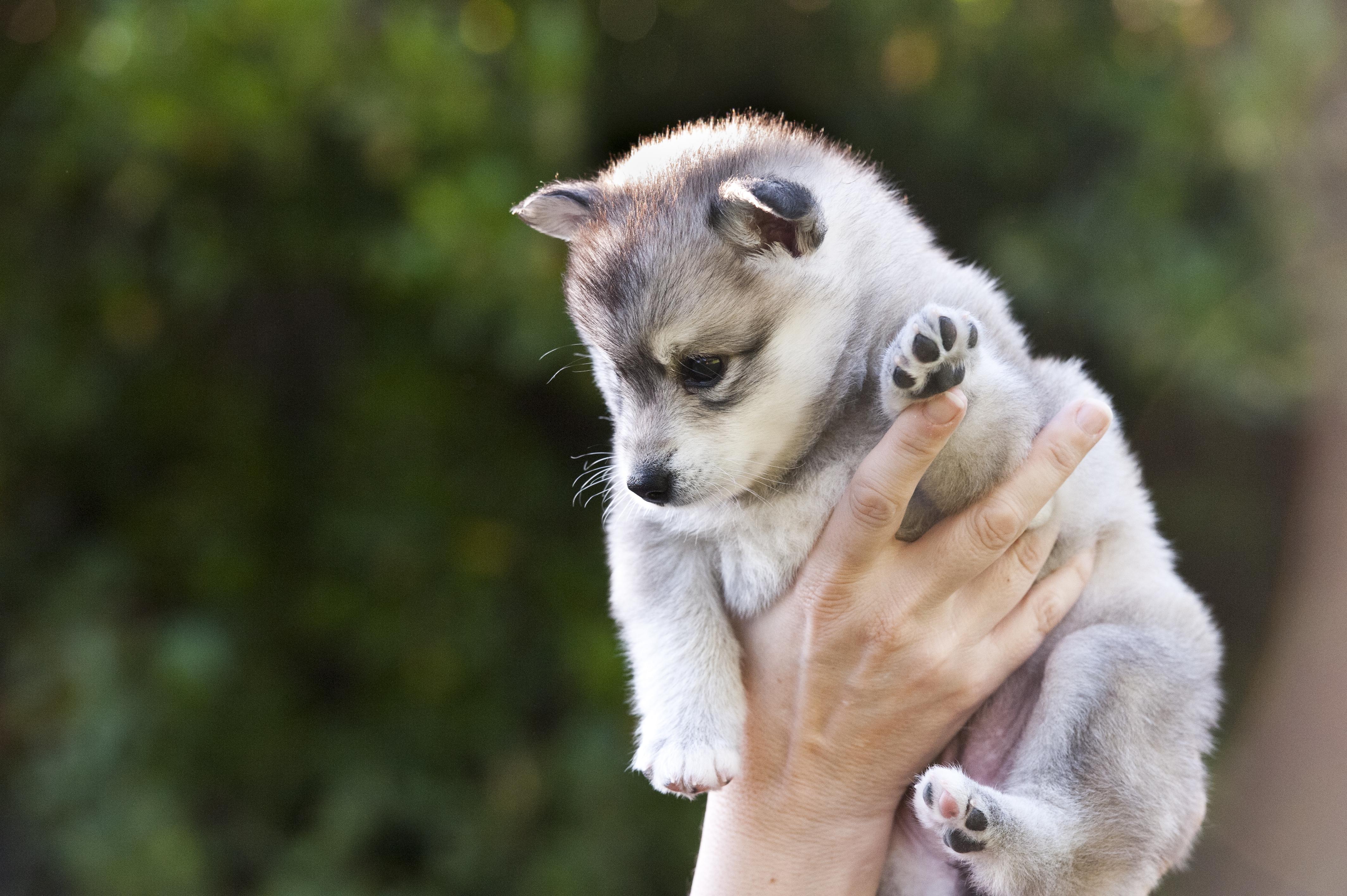 4256x2832 Photos Husky Puppy Alaskan Malamute Dogs Paws Hands animal 4256x2832