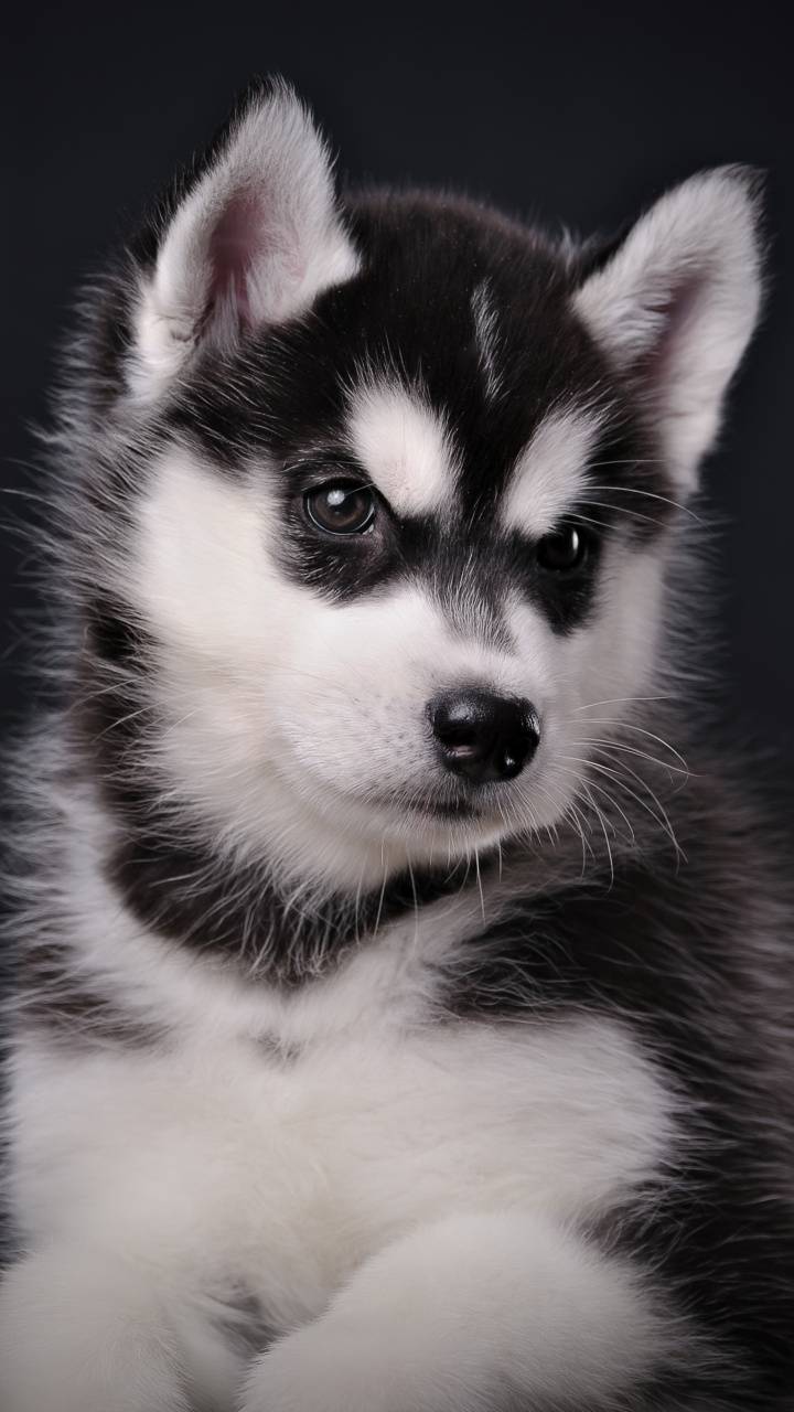 720x1280 Puppy Wallpaper