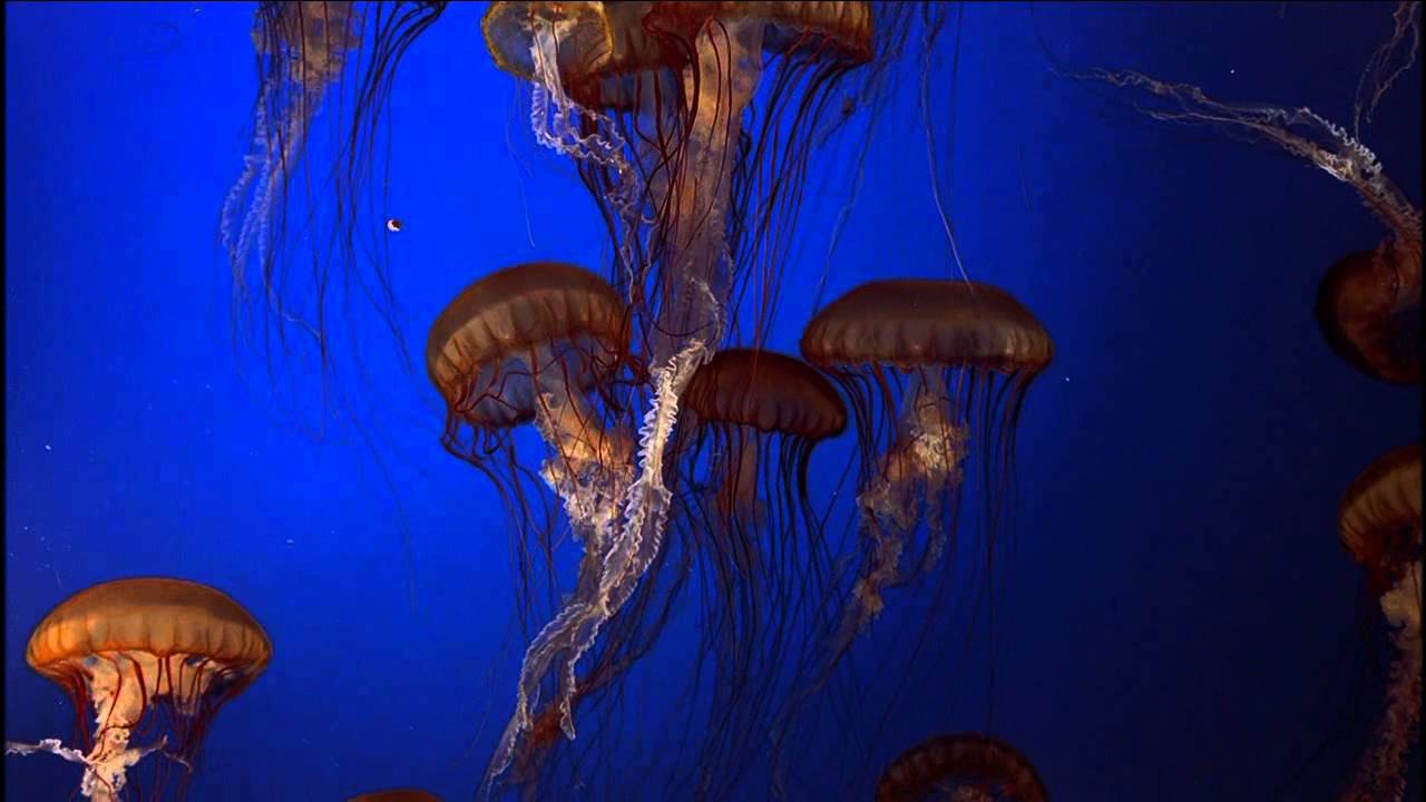 1280x720 Jellyfish Up Animated Wallpaper