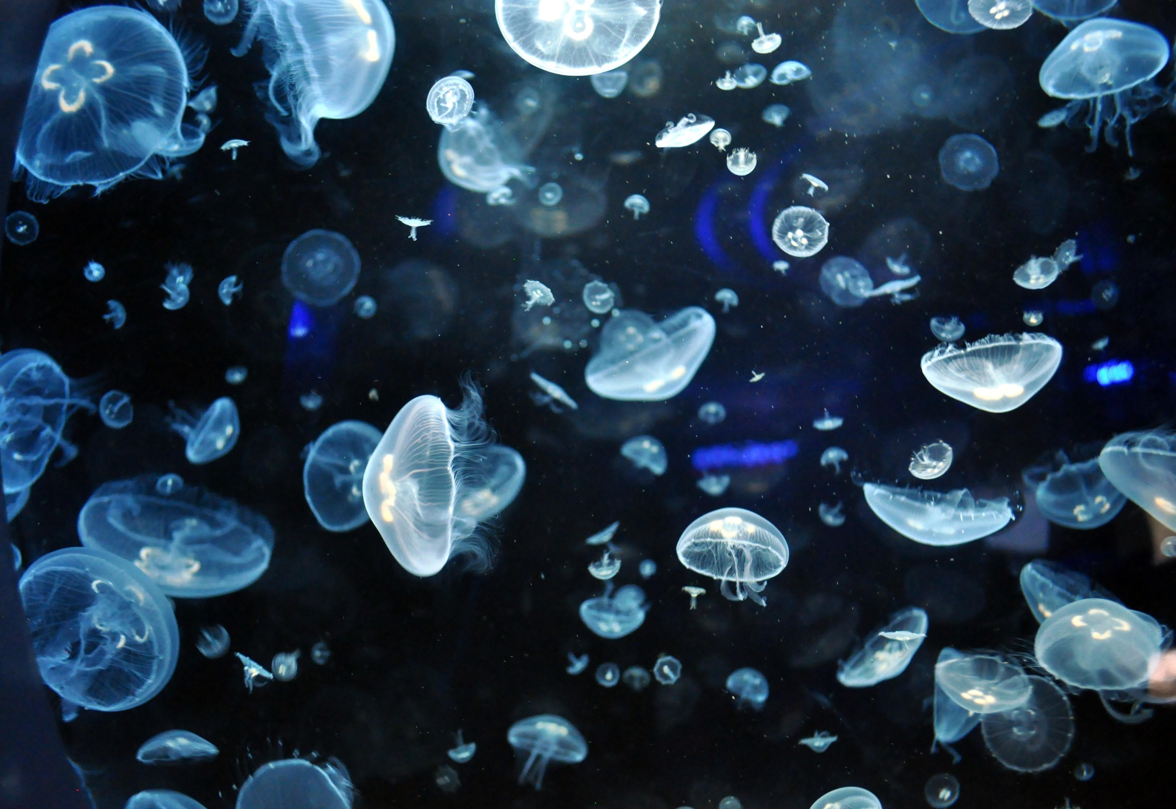 3994x2750 Free download Jellyfish Wallpaper HD Full HD Picture [3994x2750] for your Desktop, Mobile & Tablet. Explore Jelly Fish Wallpaper. Animated Jellyfish Wallpaper, Live Jellyfish Wallpaper, Jellyfish Wallpaper HD