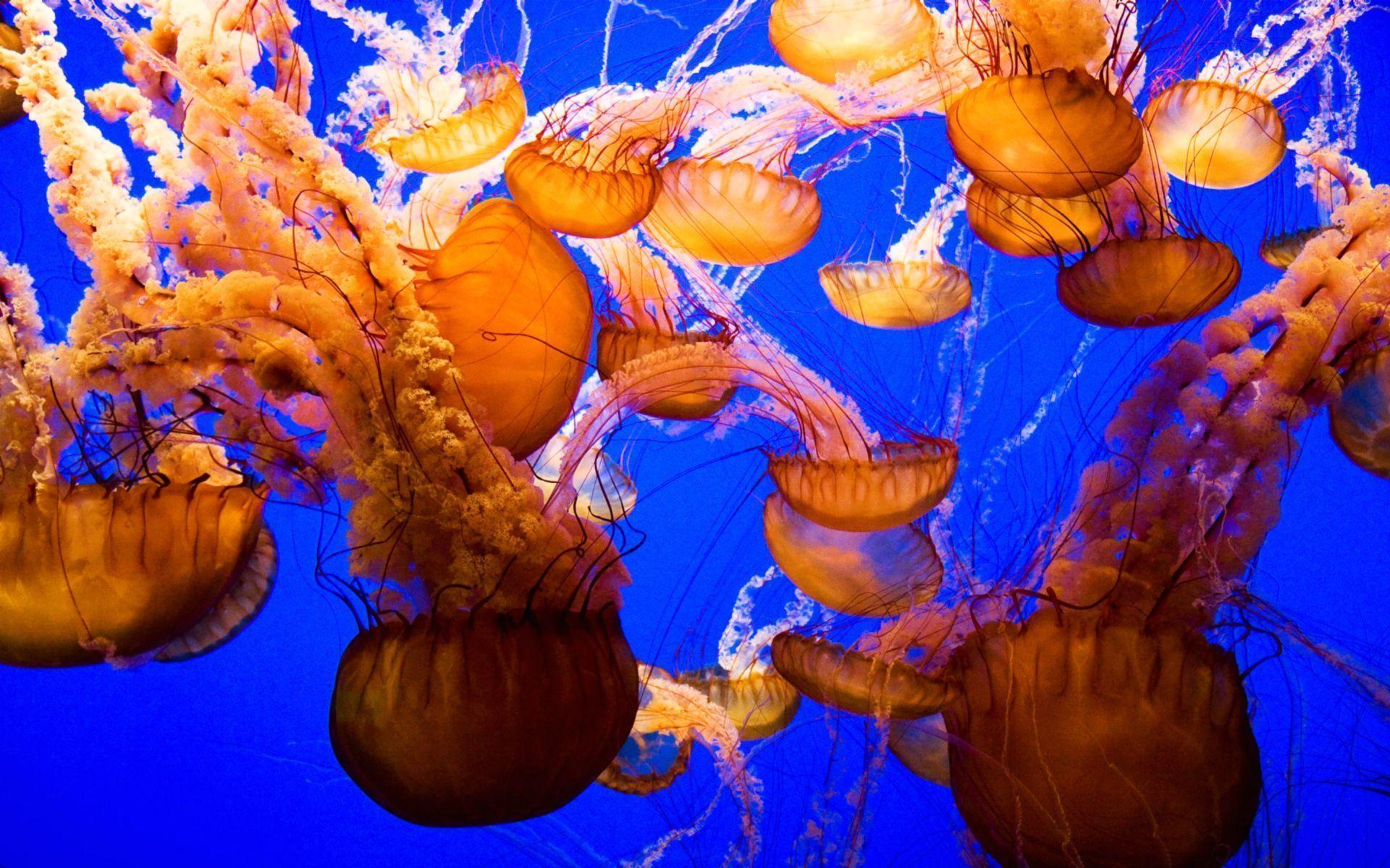 1920x1200 Jellyfish Background