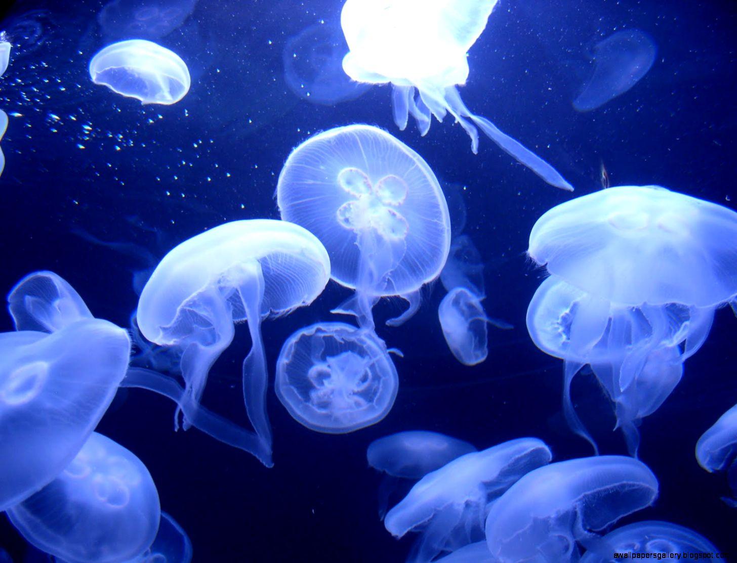 1456x1113 Free download Moon Jellyfish Wallpaper HD Wallpaper Gallery [1456x1113] for your Desktop, Mobile & Tablet. Explore Moon Jellyfish Wallpaper. Animated Jellyfish Wallpaper, Live Jellyfish Wallpaper, Jellyfish Wallpaper HD
