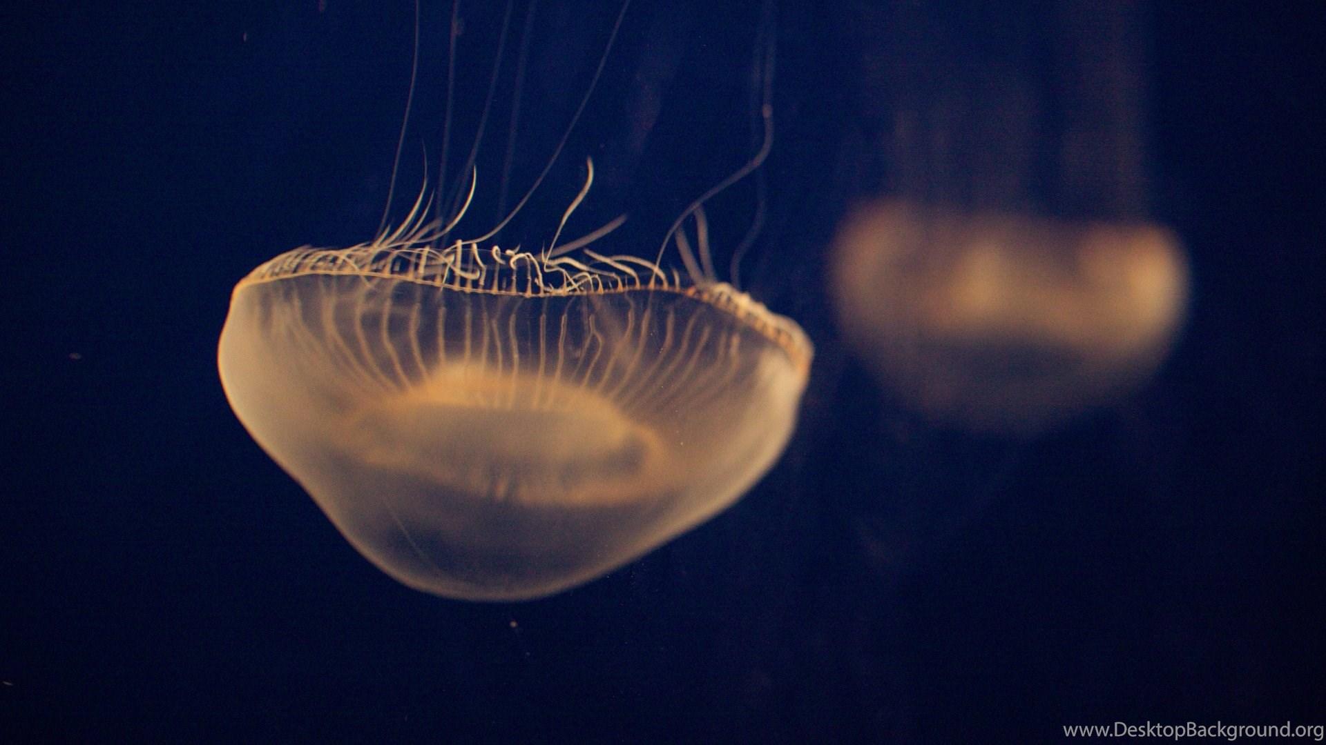 1920x1080 Animated Jellyfish Desktop Wallpaper Desktop Background