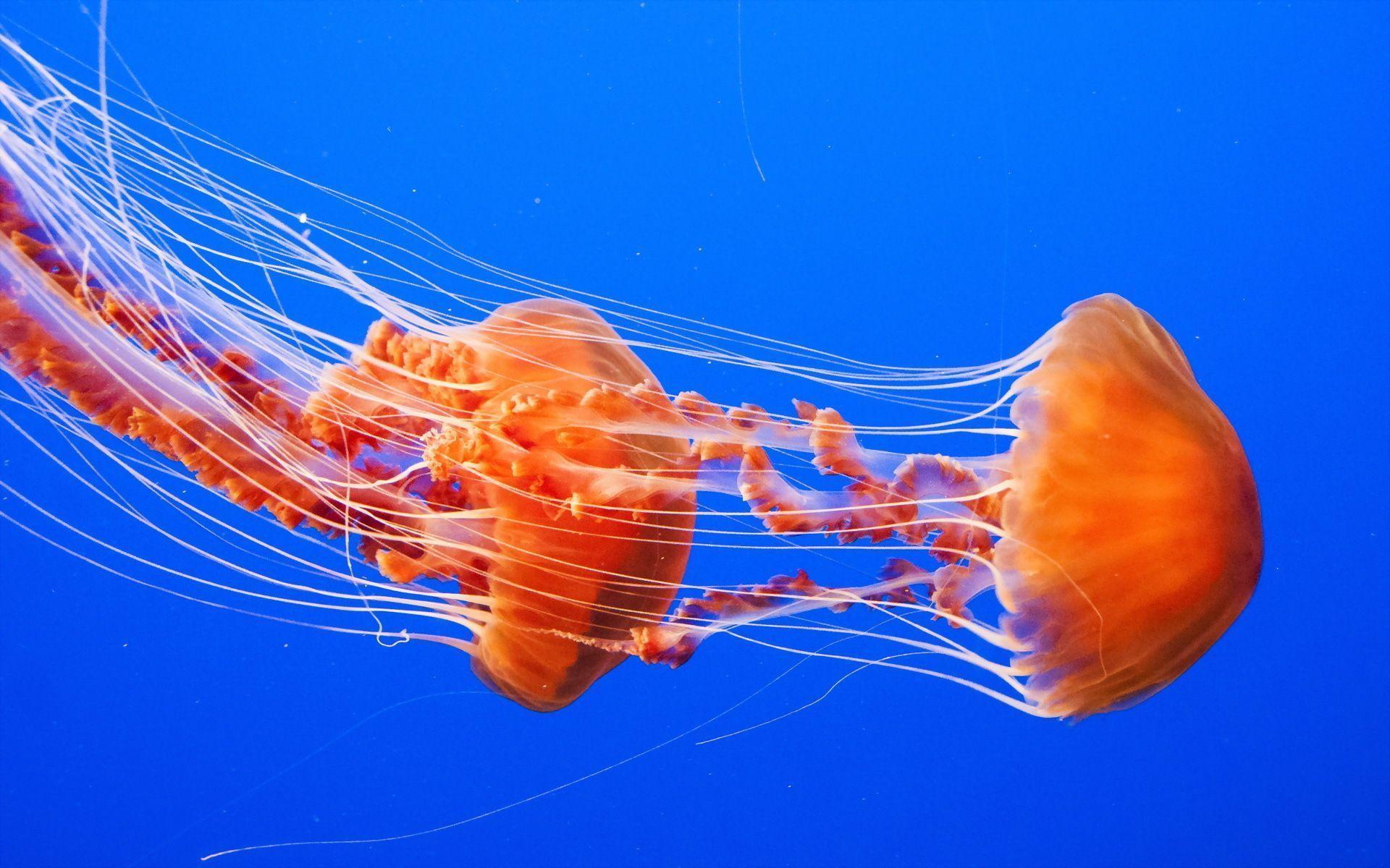 1920x1200 Jellyfish Wallpaper