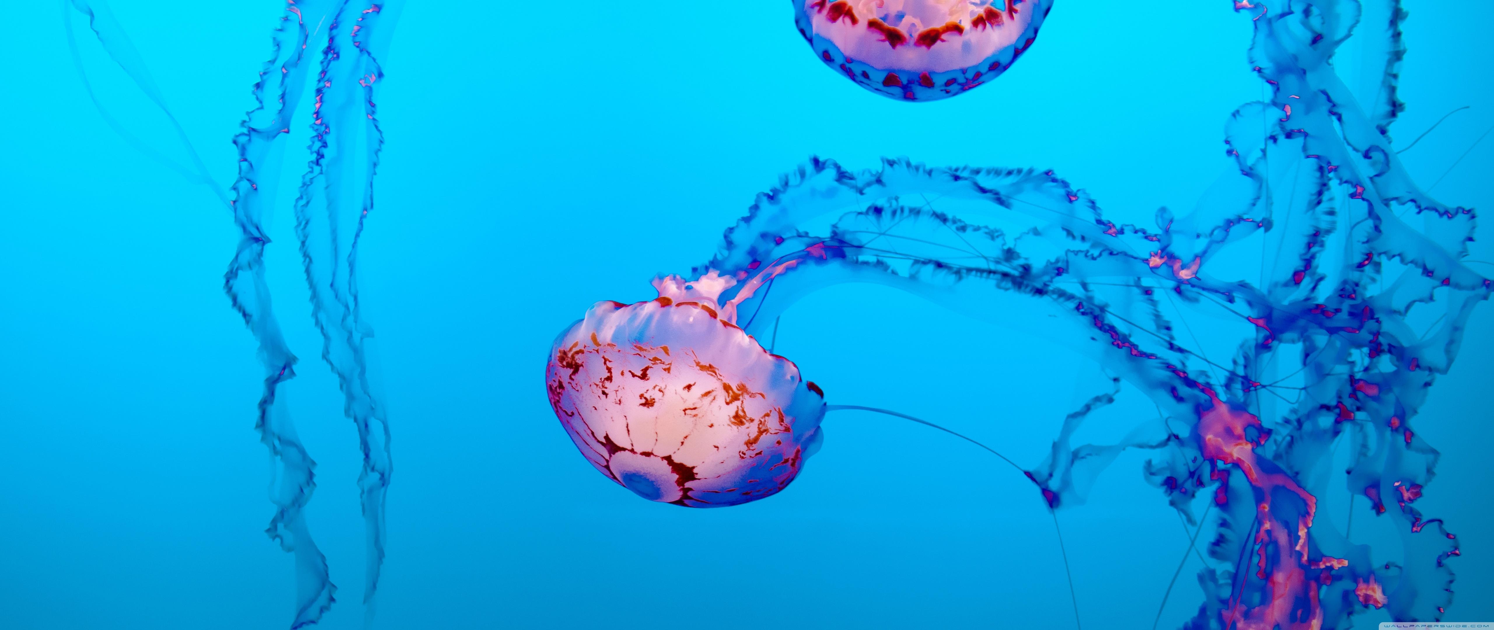 5120x2160 Jellyfish Underwater Ultra HD Desktop Background Wallpaper for : Multi Display, Dual Monitor : Tablet