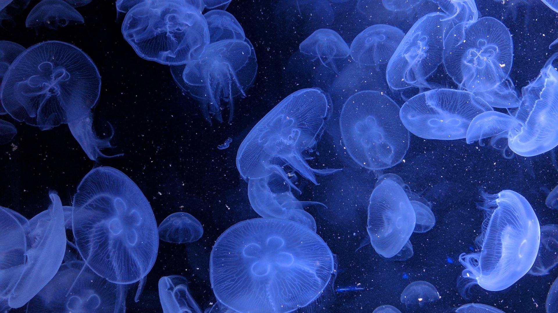 1920x1080 Macro Shot Of Jellyfish, Cartoon Image. Download For Free