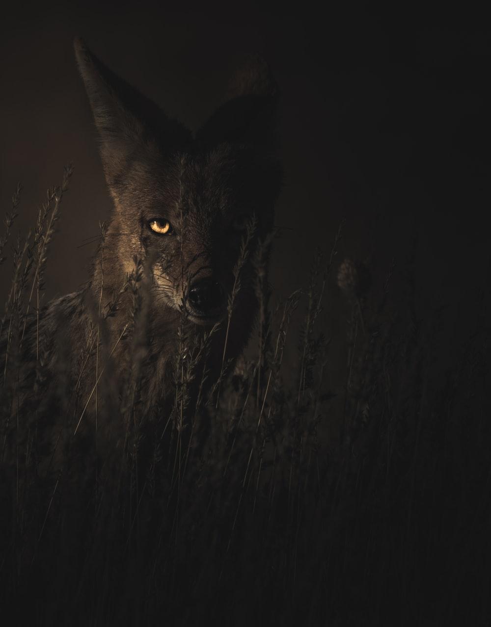 1000x1278 Wolf Picture [HD]. Download Free Image