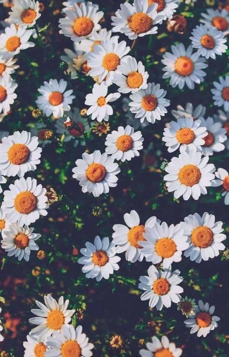 736x1146 white daisies #flowers. Plant wallpaper, Beautiful flowers wallpaper, Flower wallpaper
