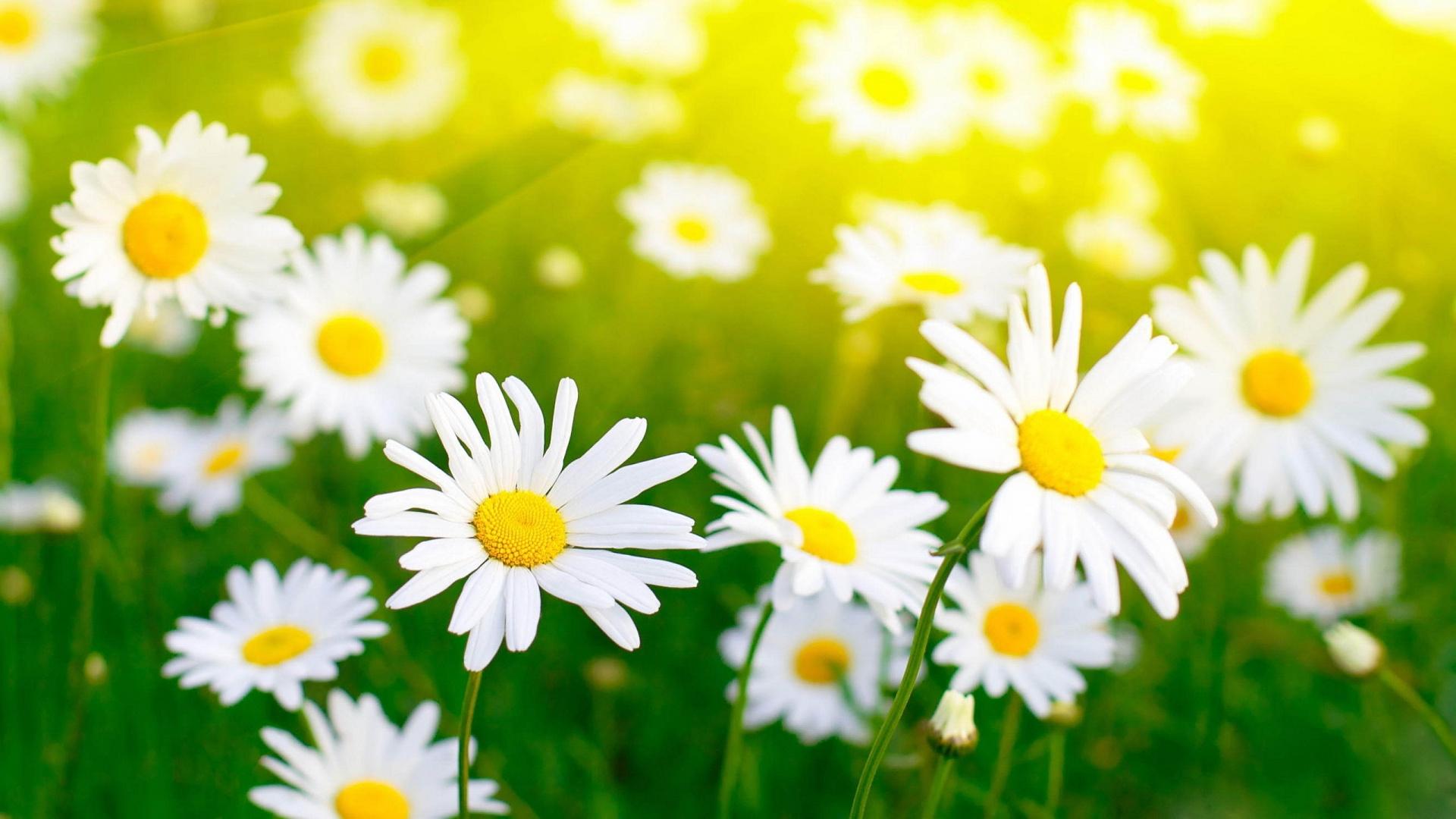 1920x1080 Cute White Flowers