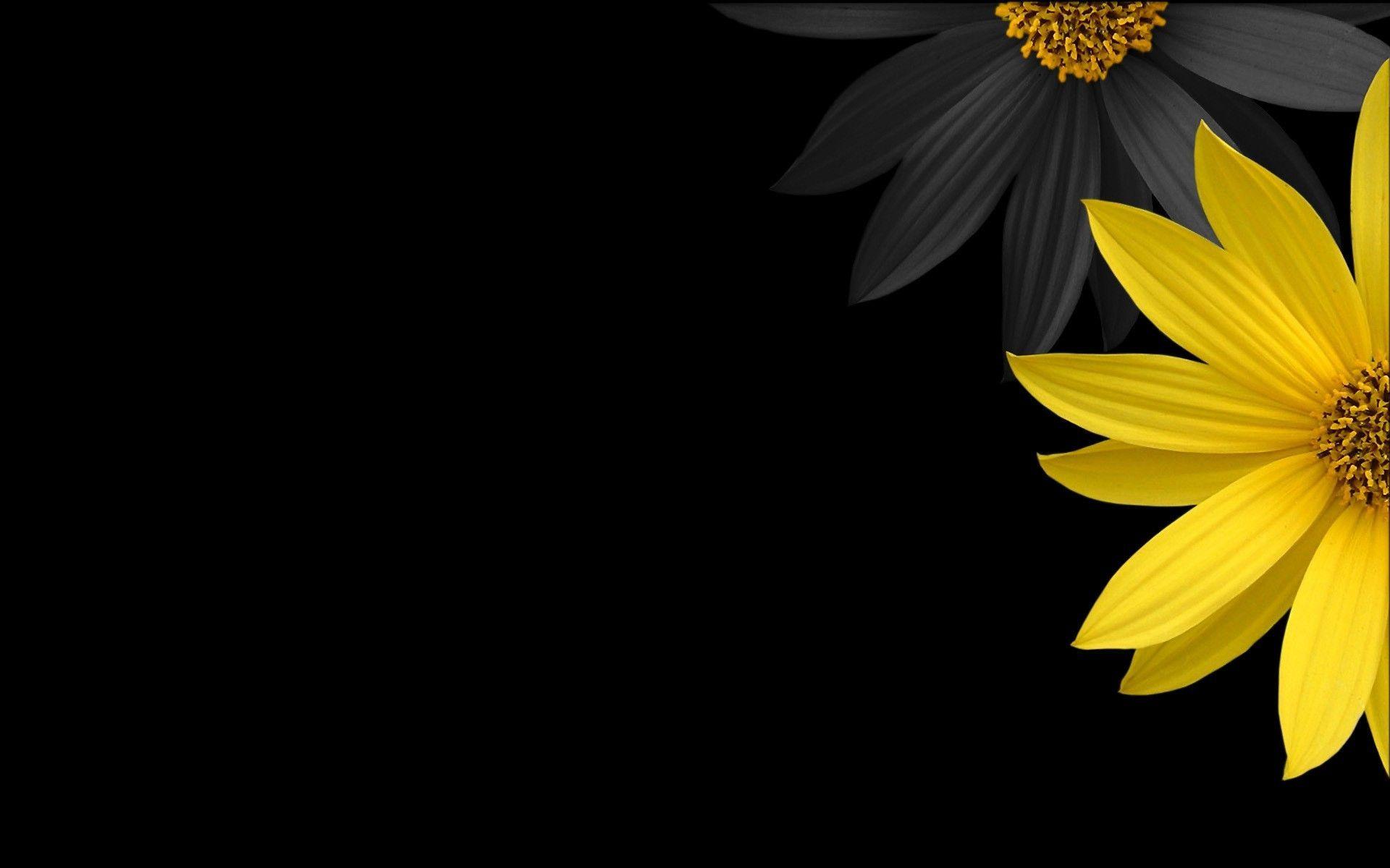 1920x1200 Black Background 222. HD Desktop Background. Yellow flower wallpaper, Black background wallpaper, Yellow flowers