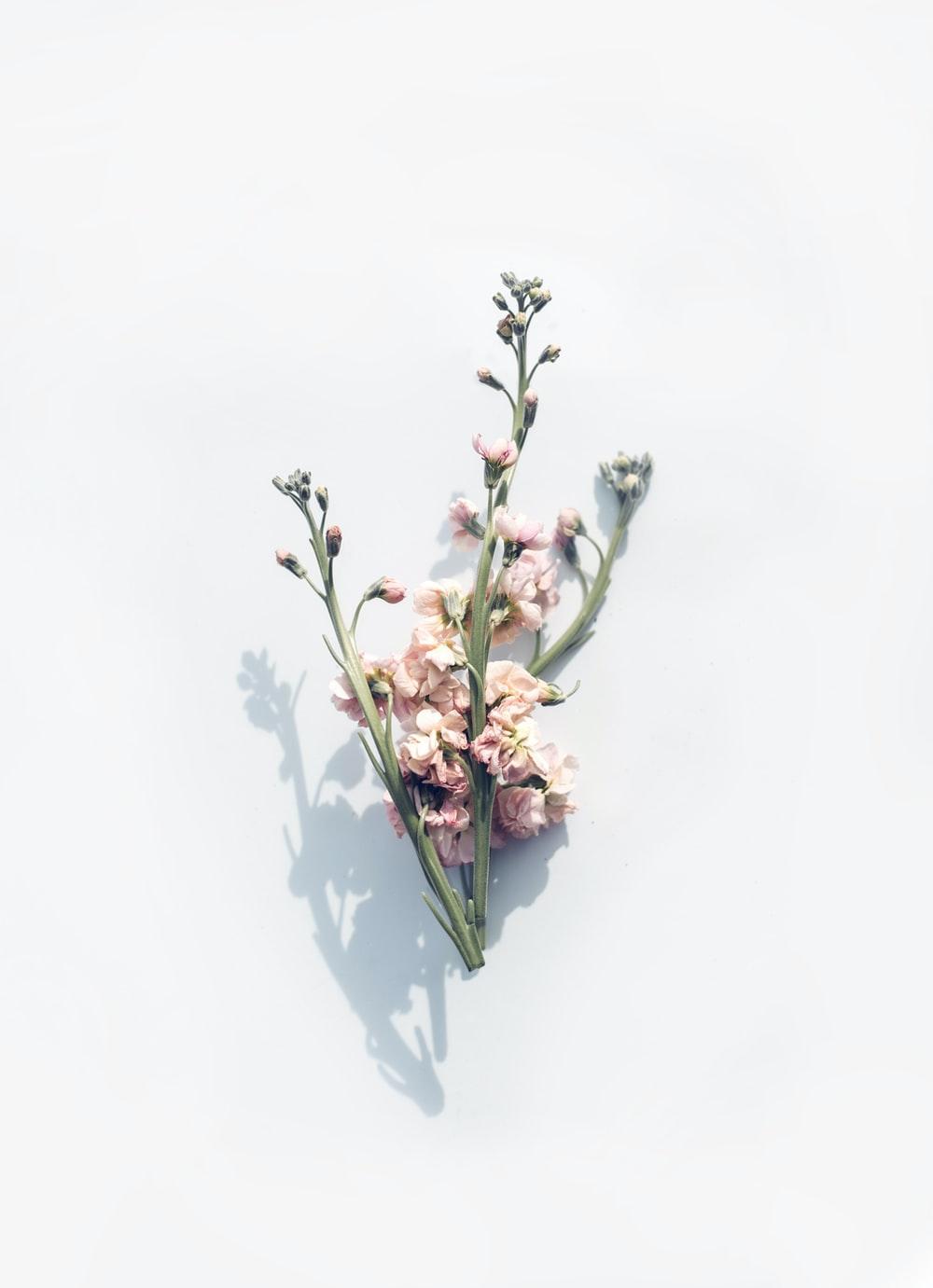 1000x1381 Floral Wallpaper: Free HD Download [HQ]