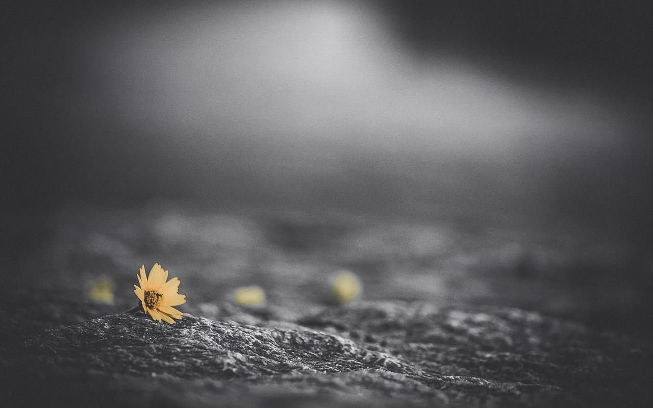 1280x800 Flower Yellow Road