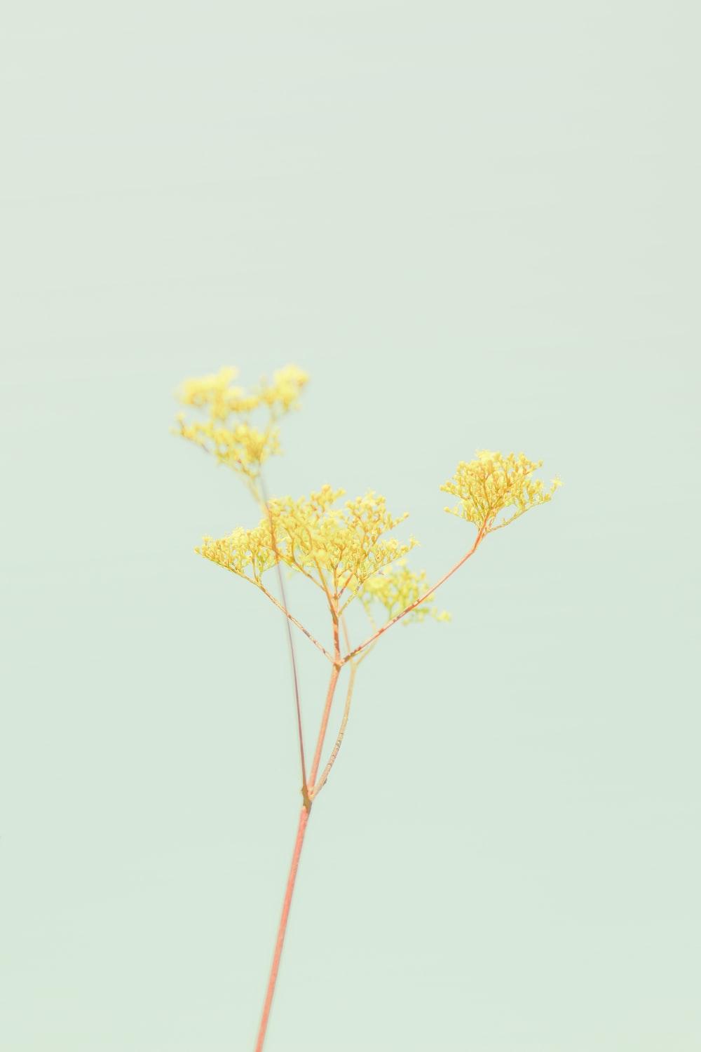 Grey and Yellow Flower Wallpapers Top Free Grey and Yellow Flower