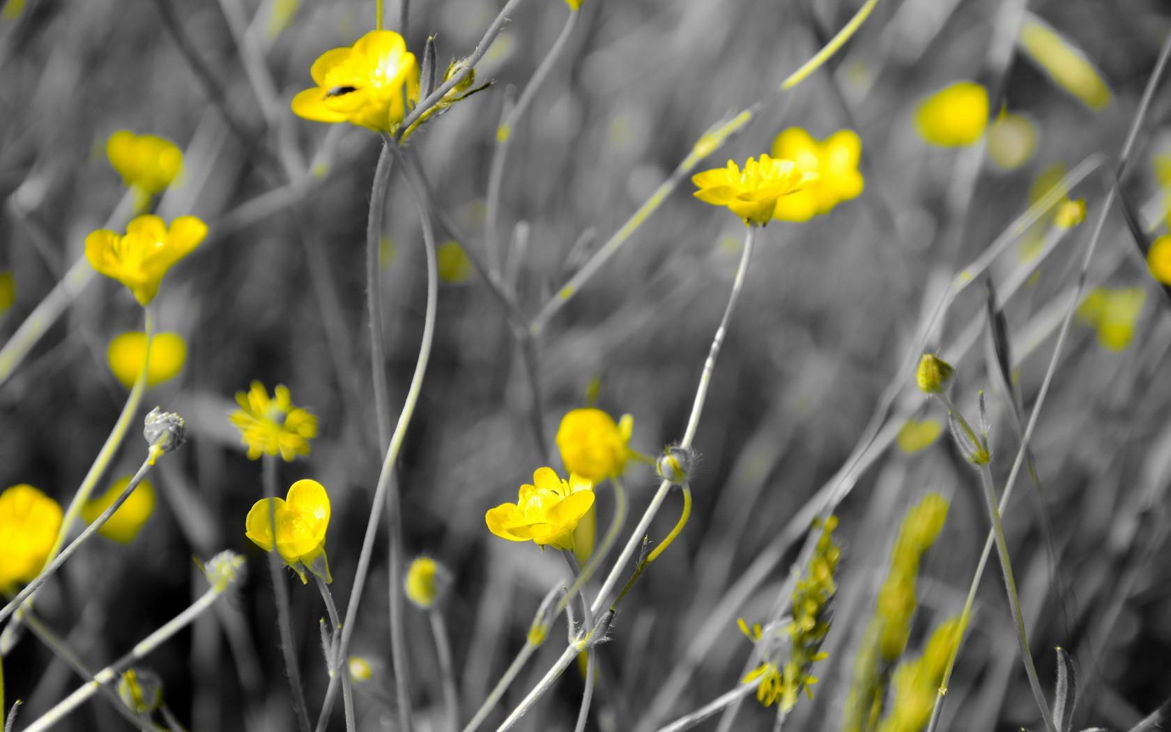 Grey and Yellow Flower Wallpapers Top Free Grey and Yellow Flower