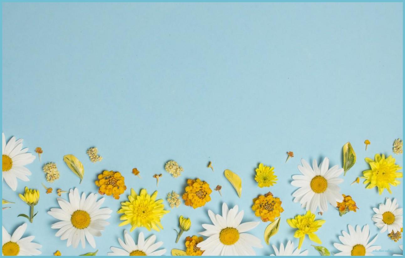 1292x824 Yellow And White Flower Wallpaper Free Yellow And White Flower Wallpaper