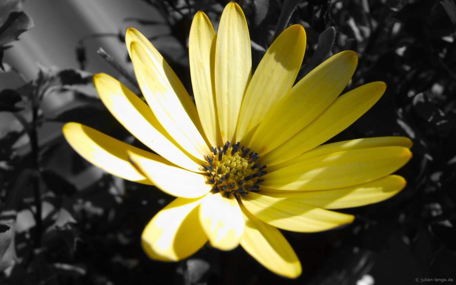 1600x1000 Free download Yellow Wallpaper High Quality Defiantion Black Yellow Wallpaper [1600x1000] for your Desktop, Mobile & Tablet. Explore Yellow and White Wallpaper. Yellow Background Wallpaper, Bright Yellow Wallpaper, Yellow