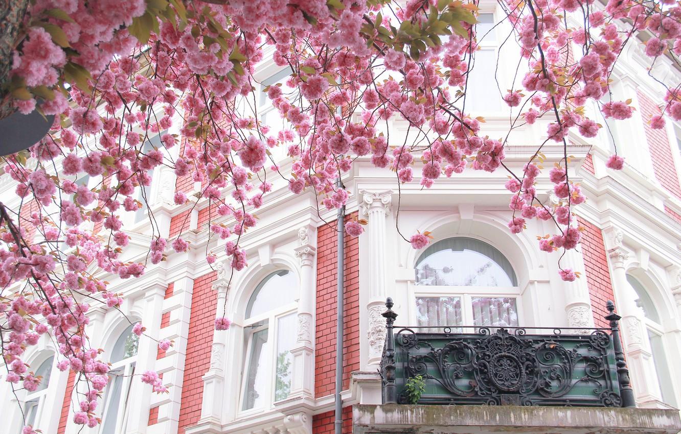 1332x850 Wallpaper the city, house, tree, France, Paris, the building, Windows, Sakura, balcony, Paris, architecture, flowering, France image for desktop, section город