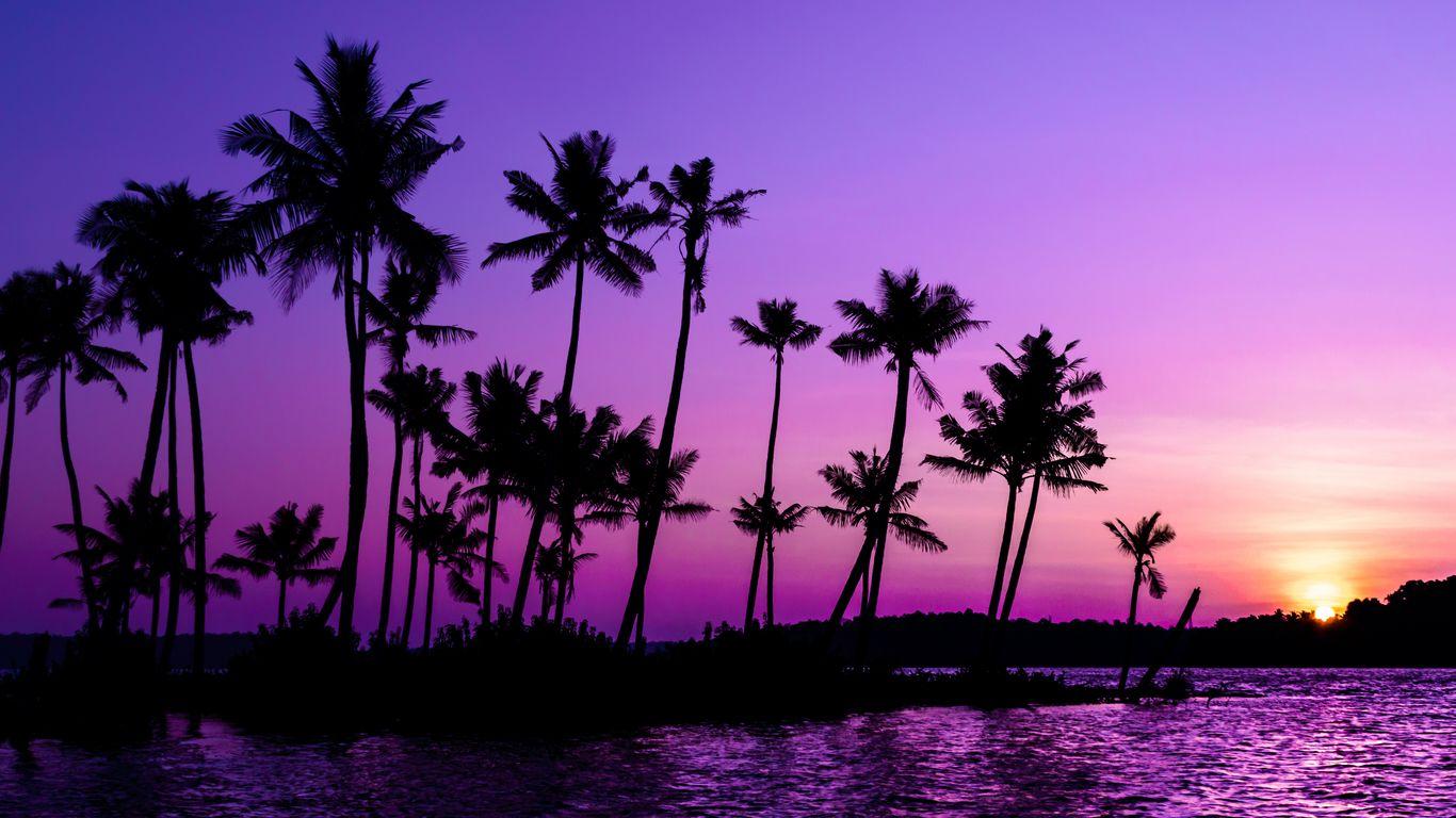 1366x768 Download wallpaper 1366x768 palm trees, silhouette, sunset, purple tablet, laptop HD background